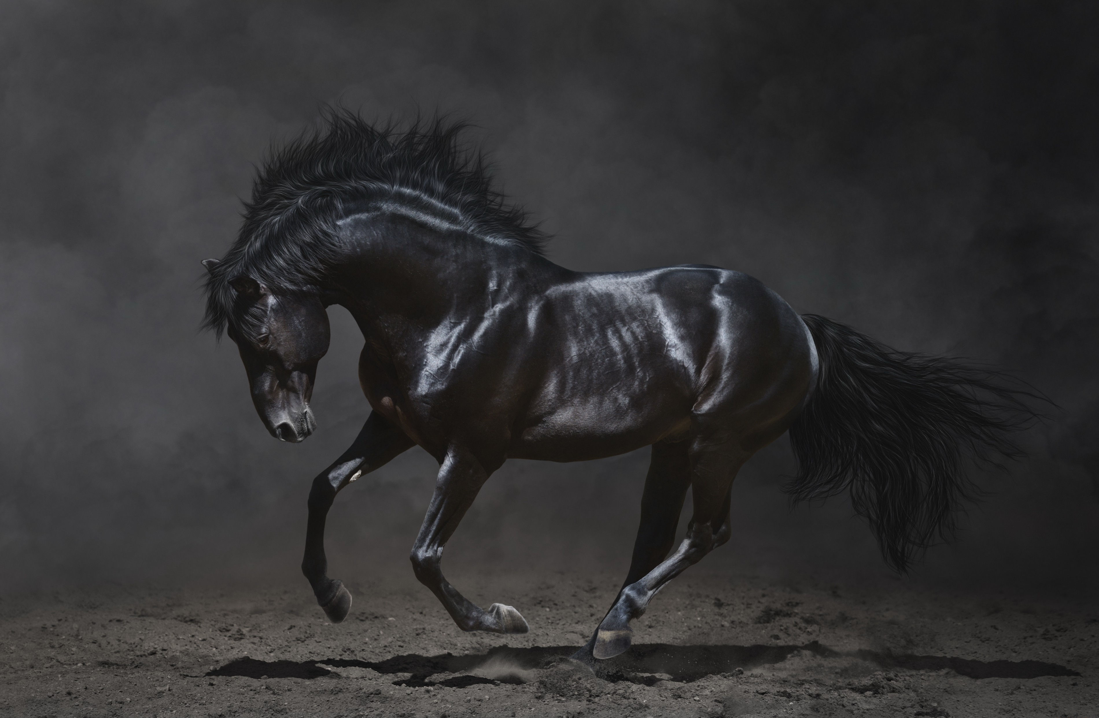Wallpaper #bWfaEpMBSpphPi3-4_0h254 Horses Black Background HD Wallpaper Rare Gallery