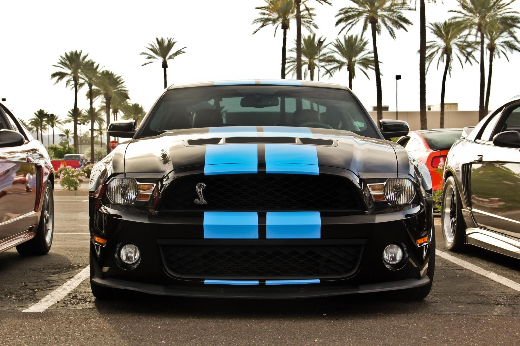 Wallpaper #ZUVUj44B7YBJg1BVp53n17 Ford Shelby Gt500 American Cars Ford Mustang Shelby Car Muscle Cars