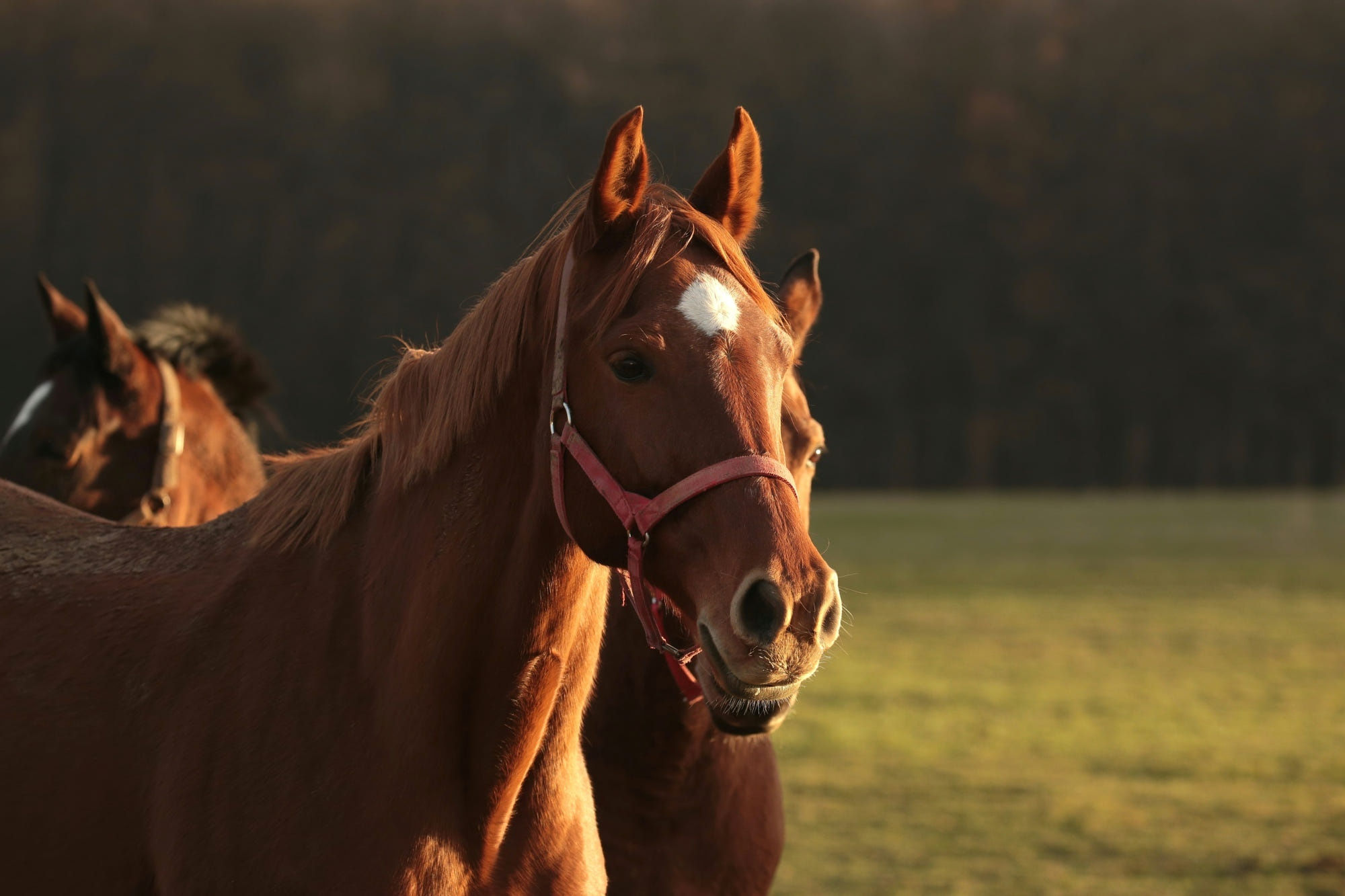 Wallpaper #th2FLJMBlOZrFDOkscqQ241 Horse HD Hd Wallpaper Rare Gallery