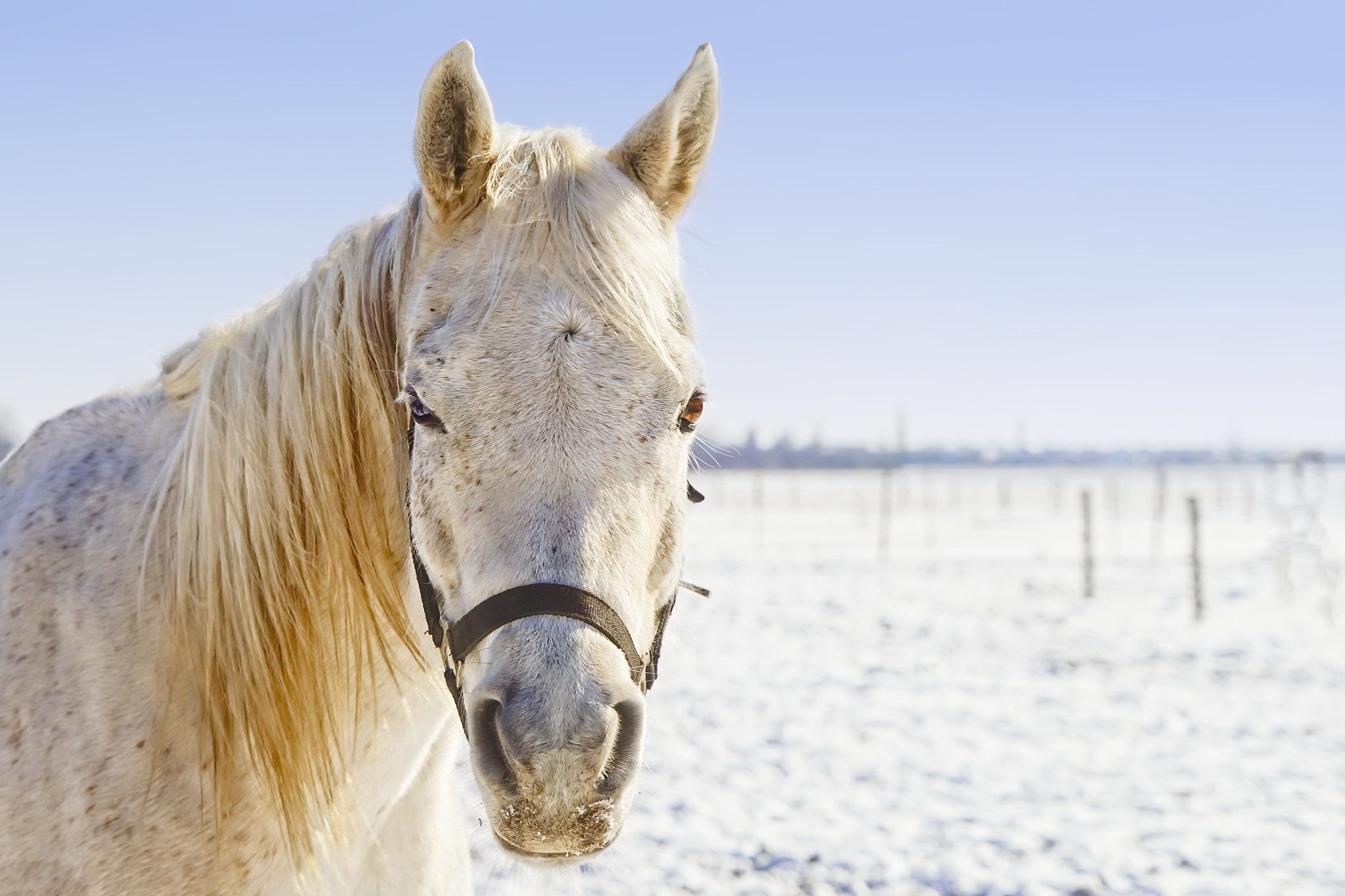 Wallpaper #th2FLJMBlOZrFDOkscqQ247 Horse HD Hd Wallpaper Rare Gallery