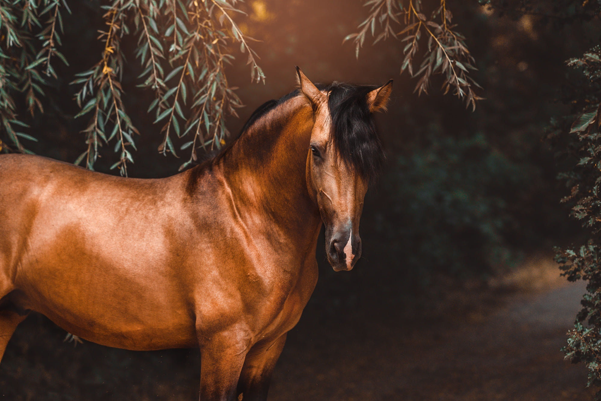 Wallpaper #th2FLJMBlOZrFDOkscqQ218 Horse HD Hd Wallpaper Rare Gallery