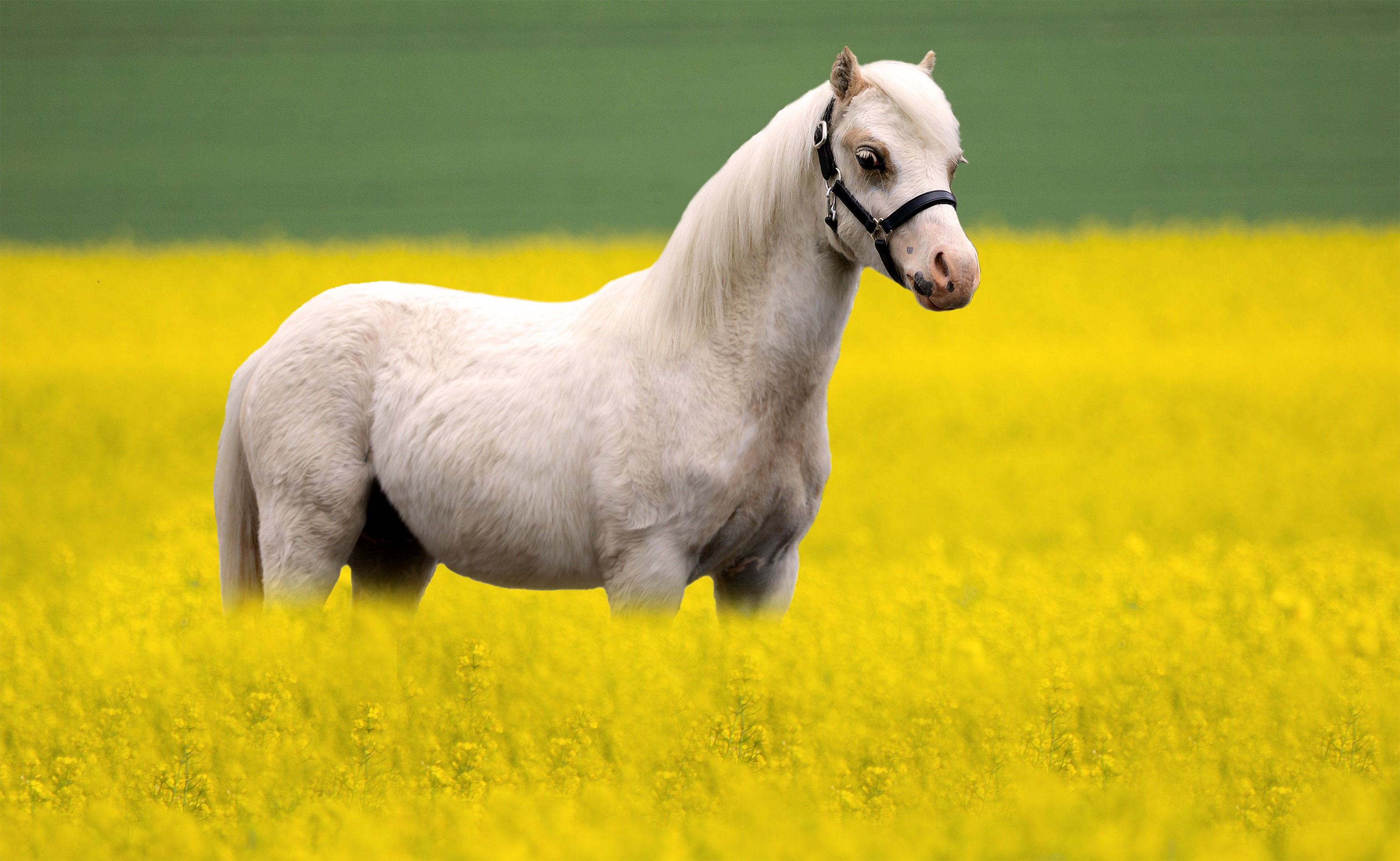 Wallpaper #th2FLJMBlOZrFDOkscqQ193 Horse HD Hd Wallpaper Rare Gallery
