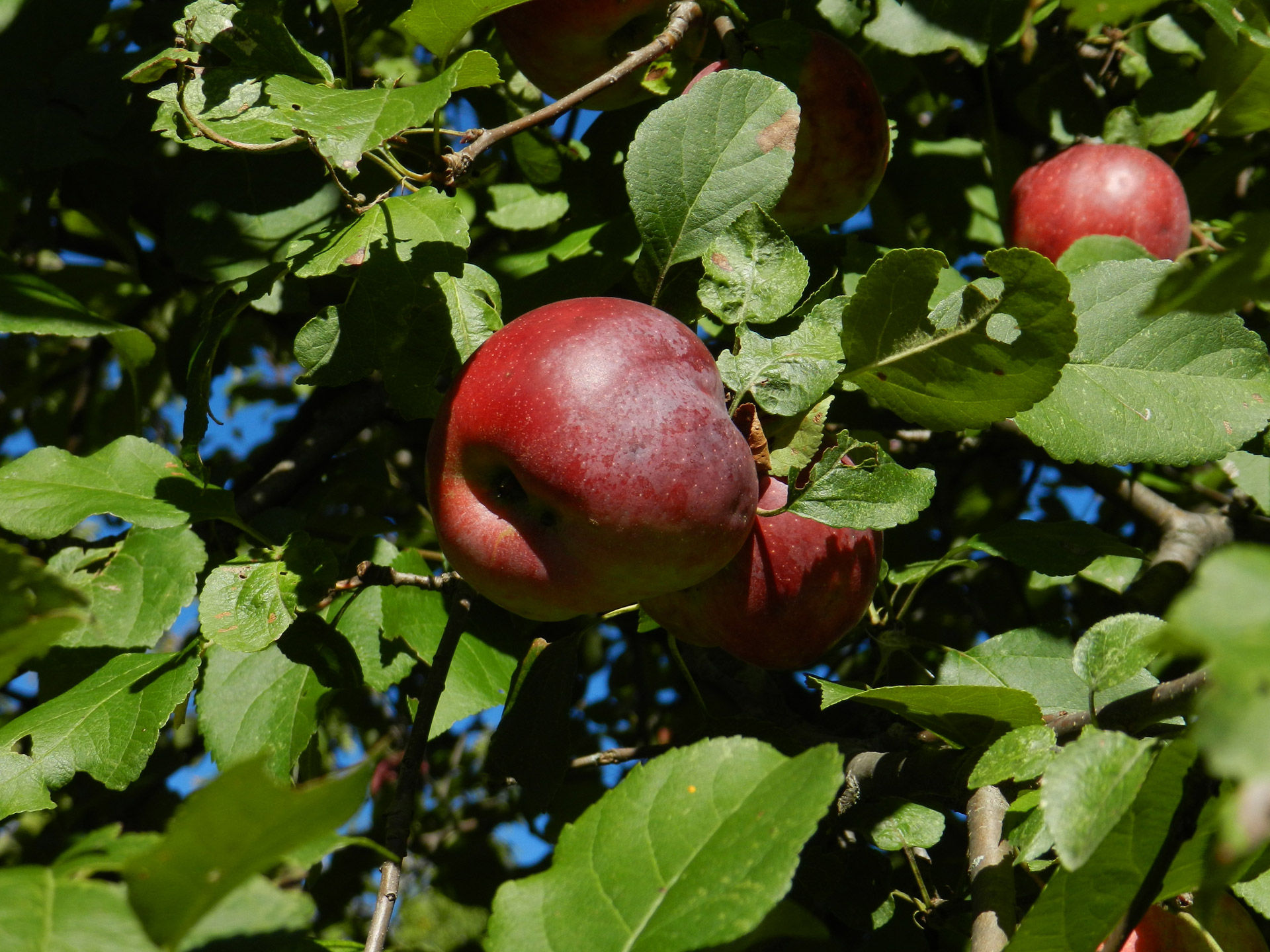 Wallpaper #Hj-IPJMBLiIJ4c9O0JKt133 Apple Tree 2 Free Stock Photo Public Domain Pictures
