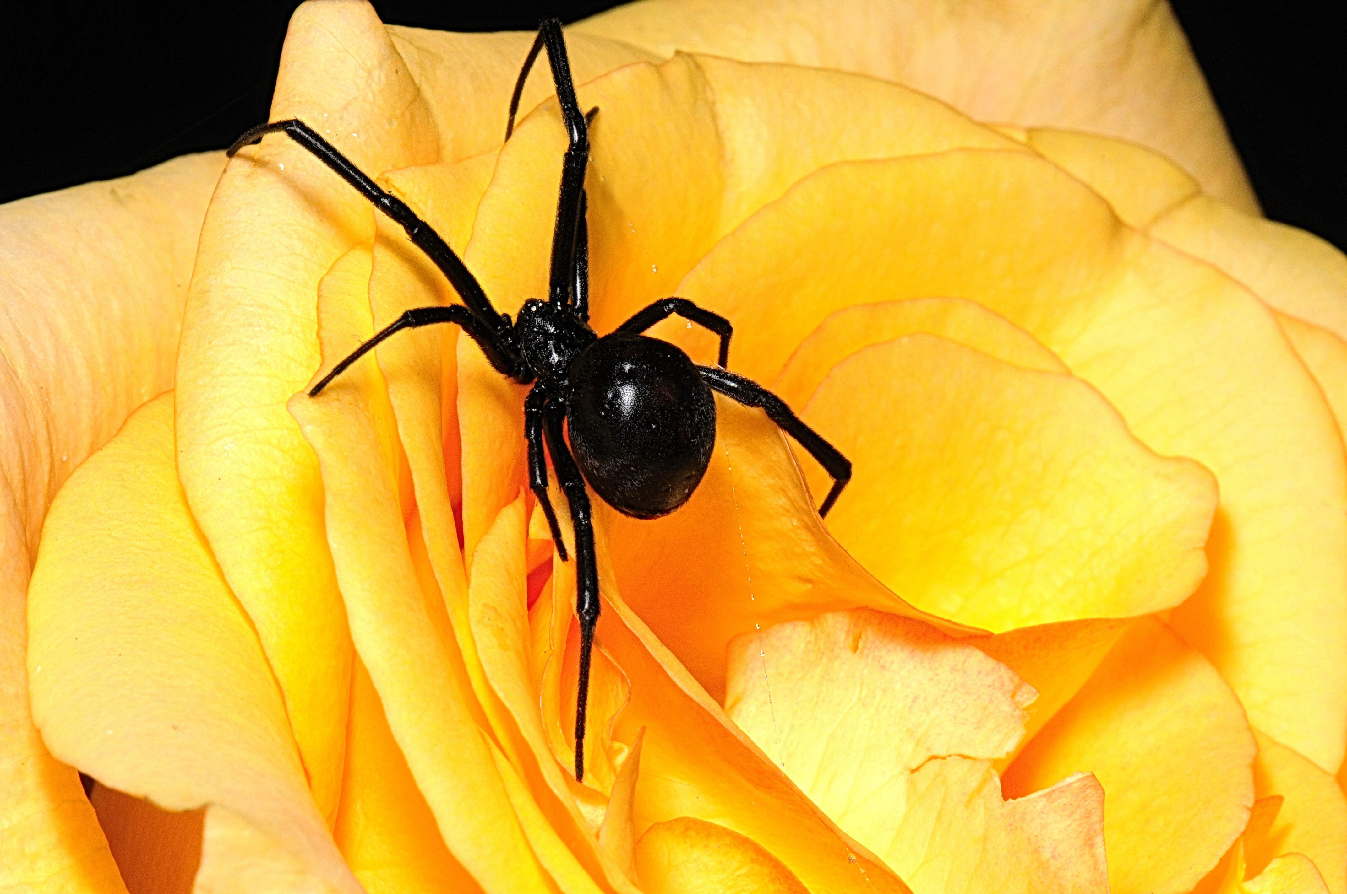 Wallpaper #HGcYCpMBSpphPi3-btPW371 5 Spiders That Generate the Most Myths