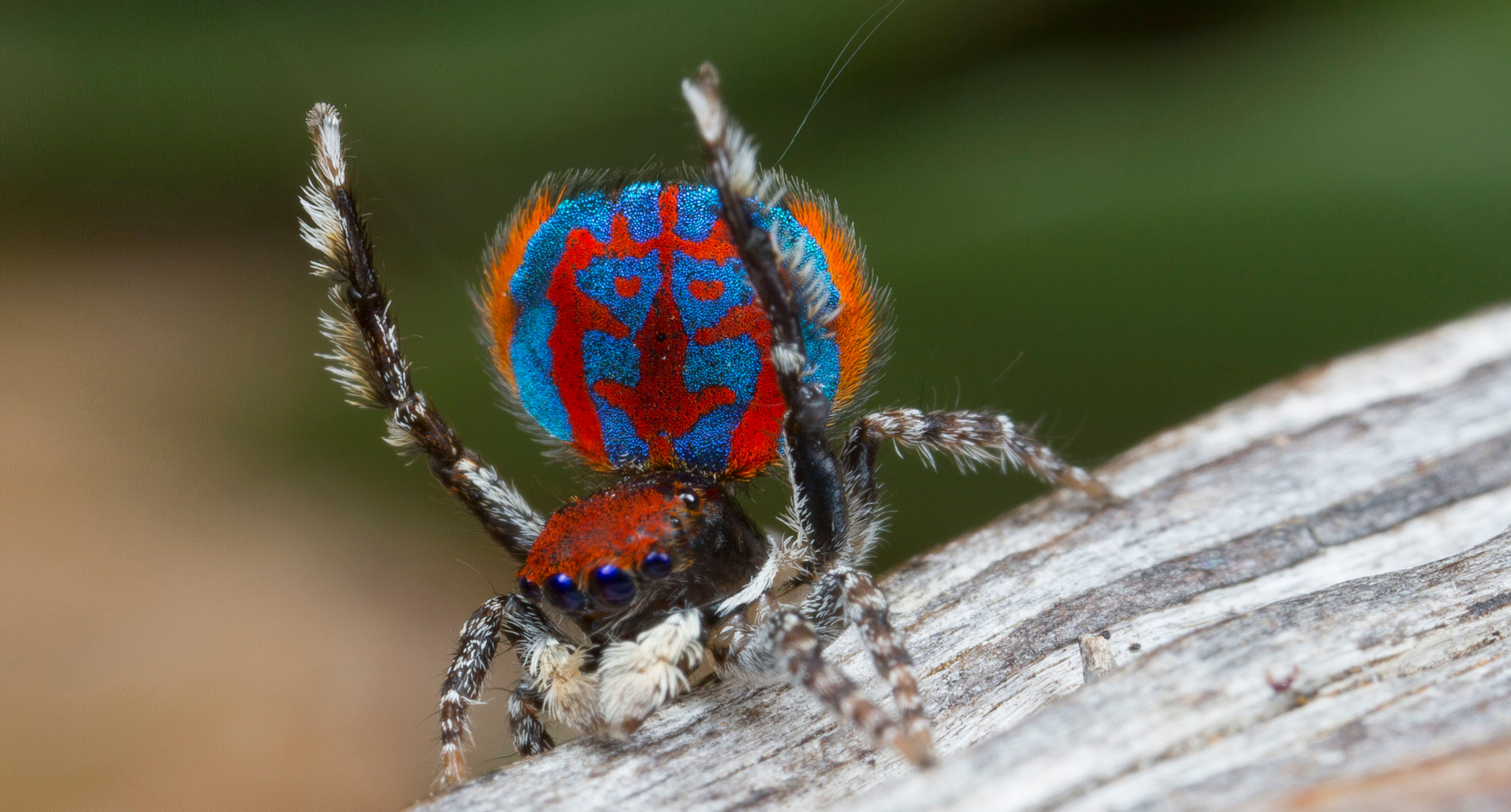 Wallpaper #e2dv9JIBSpphPi3-JXru108 10 Wild and Crazy Facts About Jumping Spiders