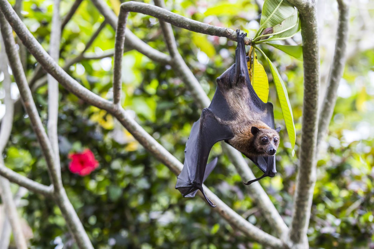 Wallpaper #2mdTDJMBSpphPi3-nt1P105 10 Facts About Bats
