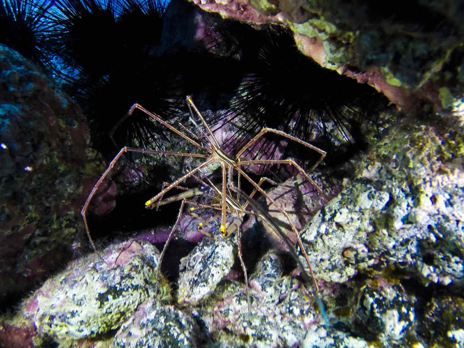 Wallpaper #dmevDpMBSpphPi3-H-tz453 9 Unexpected Facts About Sea Spiders