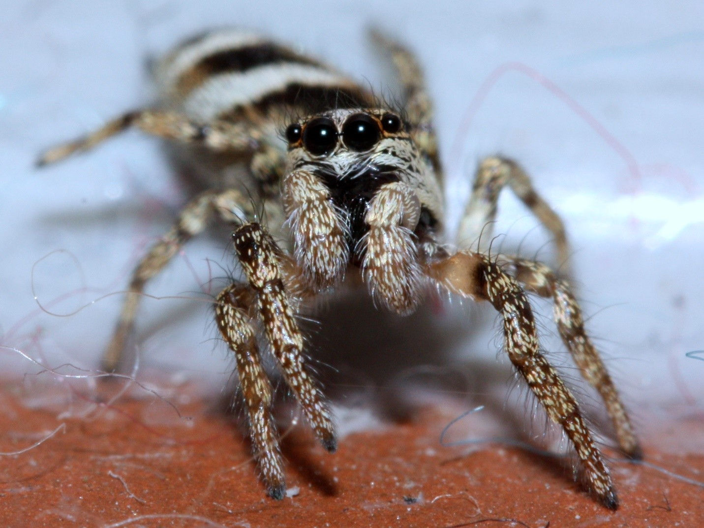 Wallpaper #E1Zdd5cBsd6xcFiEX9pZ194 In Photos 21 Scariest Spiders in the World Espoir Chiapas