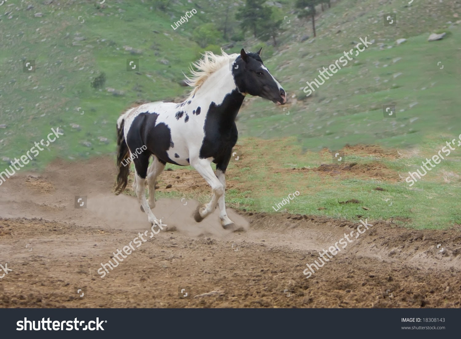 Wallpaper #IkWpjo4B7YBJg1BV953b52 A Wild Mustang Galloping in the Hills Stock Photo 18308143 Shutterstock