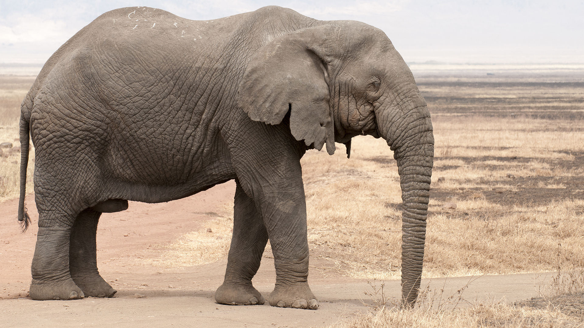 Wallpaper #sHfNJ5MB-pgBXx60h6cK249 Elephant Wallpapers Images Photos Pictures Backgrounds