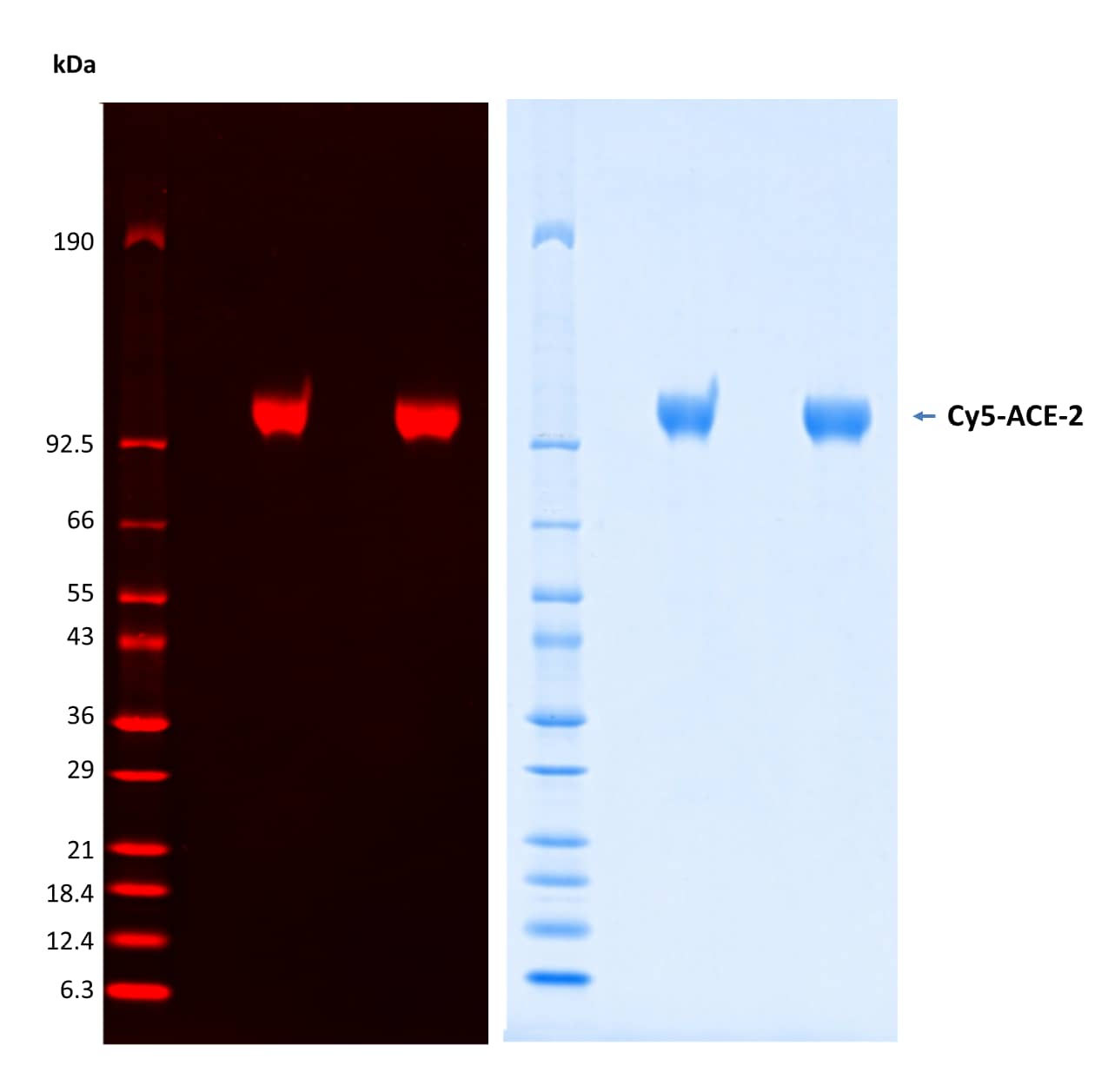 Wallpaper #7Gfq85IBSpphPi3-Pncx553 Cy5 Neu5ac N Glycan Labeled Recombinant Human Ace 2 Cy5 Ace 2 Sds Page