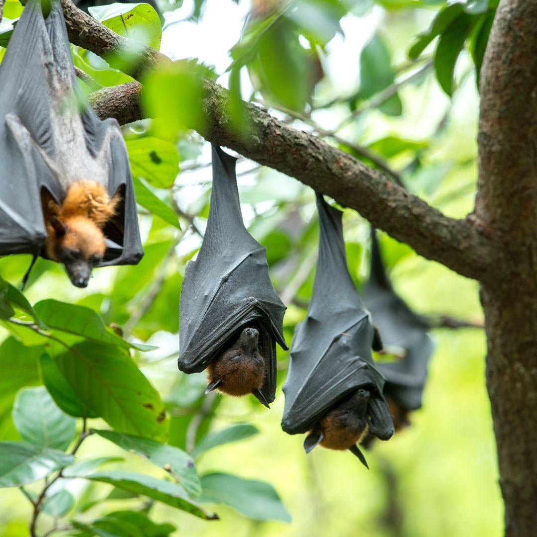 Wallpaper #2mdTDJMBSpphPi3-nt1P20 Whats Going on with All the Bats in Central Park