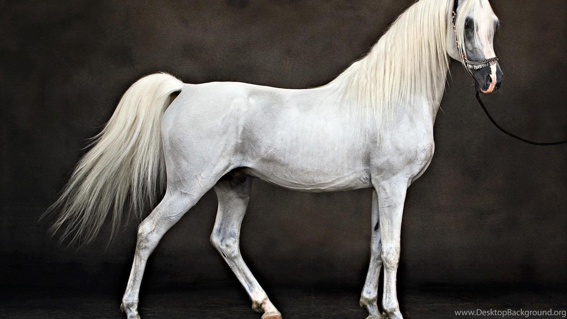 Wallpaper #-x2ULJMBlOZrFDOkz8qk183 White Arabian Horse 1205953 Wallpapers Desktop Background