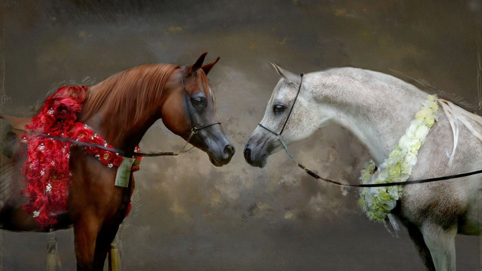 Wallpaper #-x2ULJMBlOZrFDOkz8qk146 Arabian Horse Champions Arabian Horse Wallpaper HD 1600x900