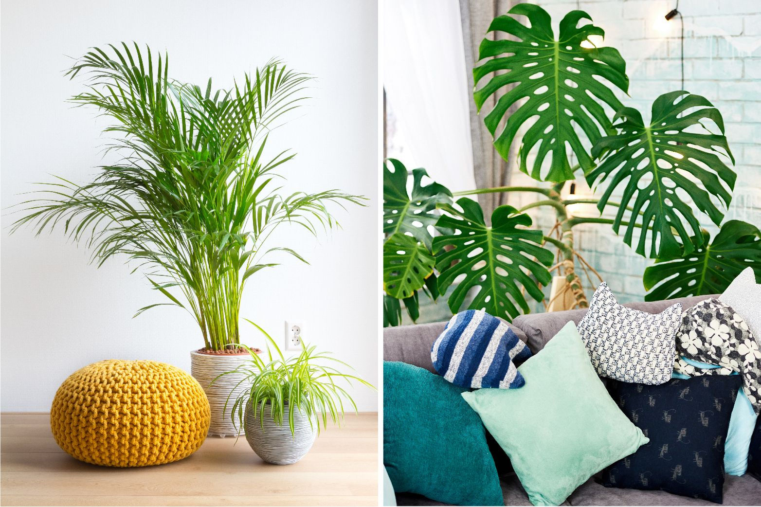Wallpaper #b5610 30 Pretty House Plants Ideas for Living Room Decoration Living Room