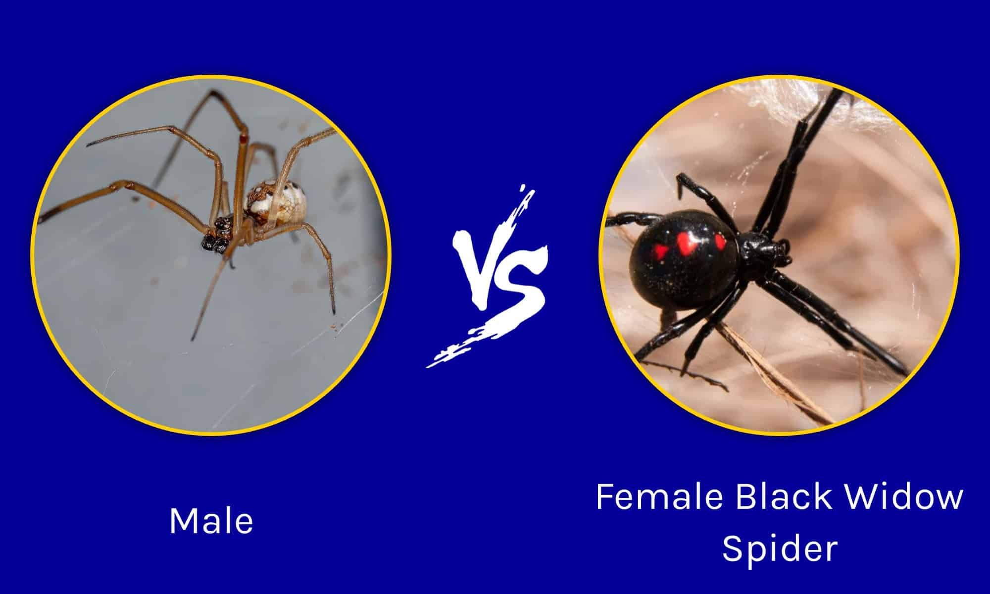 Wallpaper #5vQUOpMBKFX8bn3rPHdj170 Male vs Female Black Widow Spider Whats the Difference a Z Animals