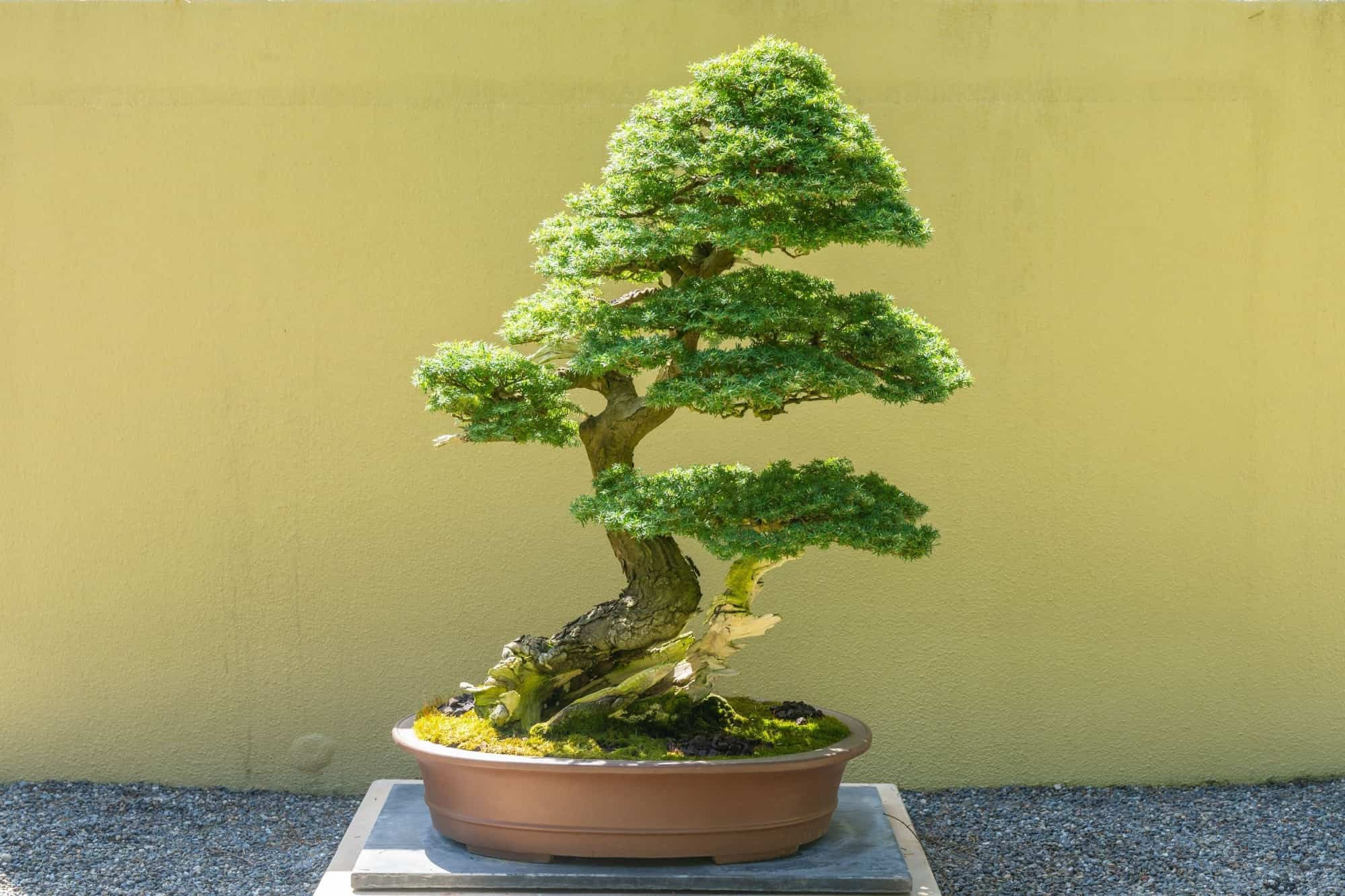 Wallpaper #jWdLE5MBSpphPi3-Rv-o169 Hemlock Bonsai Tree a Z Animals