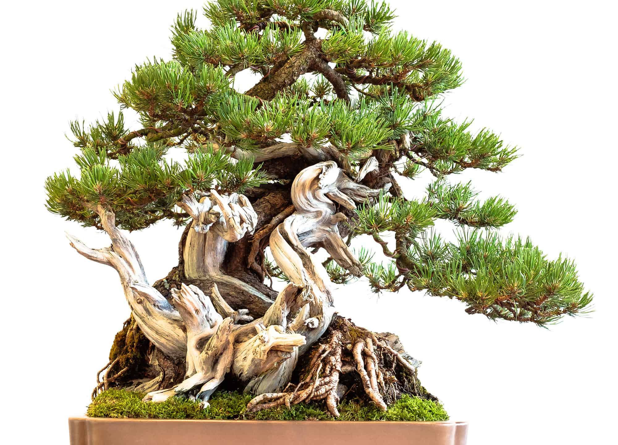 Wallpaper #BGdQC5MBSpphPi3-qtkV388 Pine Bonsai Tree a Z Animals