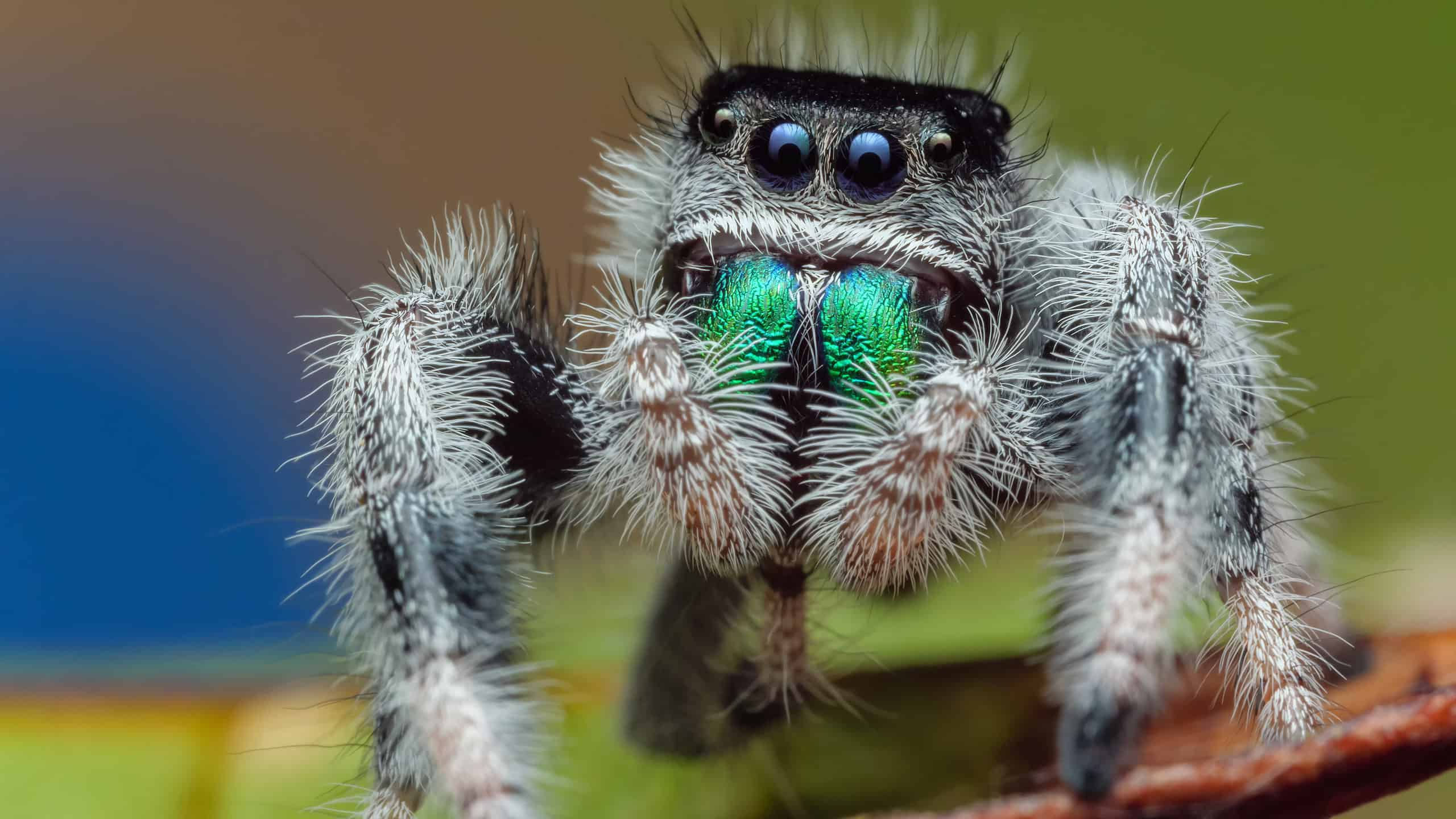 Wallpaper #wWeM-5IBSpphPi3-WJSY406 Meet the 10 Cutest Spiders in the World a Z Animals