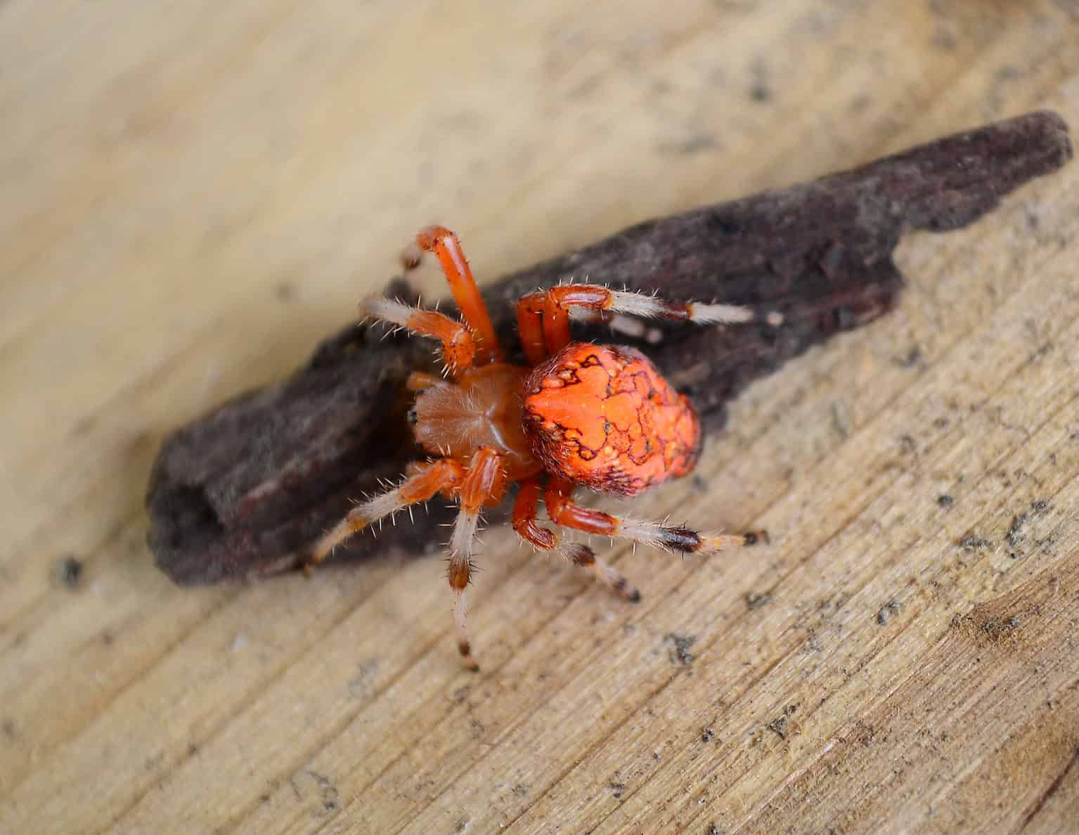 Wallpaper #9mdFCpMBSpphPi3-NNO0130 See the 7 Most Colorful Spiders Found Crawling Around the United States