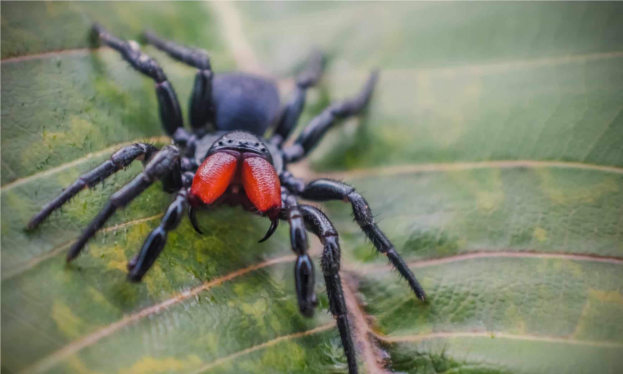 Wallpaper #4WiTH5MBSpphPi3-kStI237 The 5 Biggest Spiders in California a Z Animals