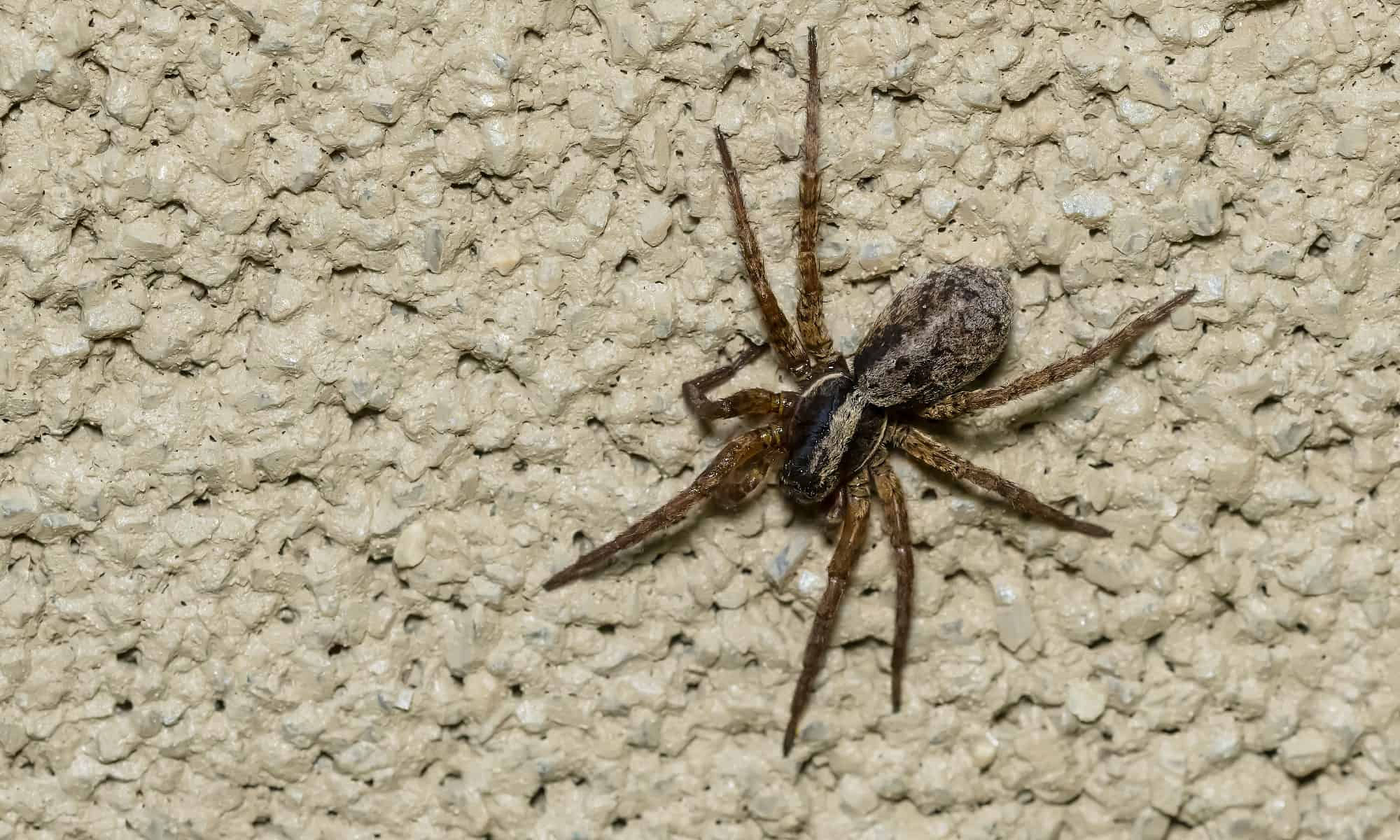 Wallpaper #sQMhZJMBpyOg8YnEWNZf374 Do Wolf Spiders Make Webs Biharhelpcom