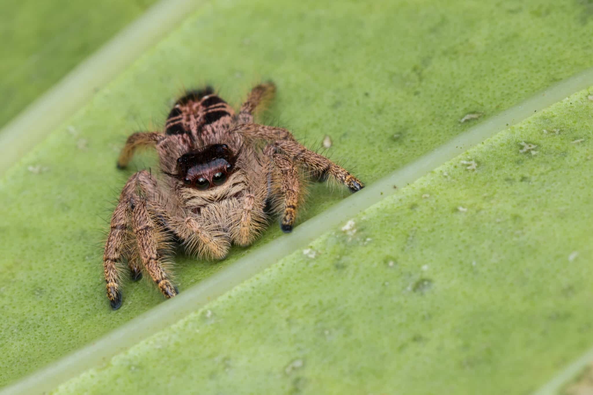 Wallpaper #LlihNJMBzN9vxX341j0V114 Meet the Largest Jumping Spider in the World