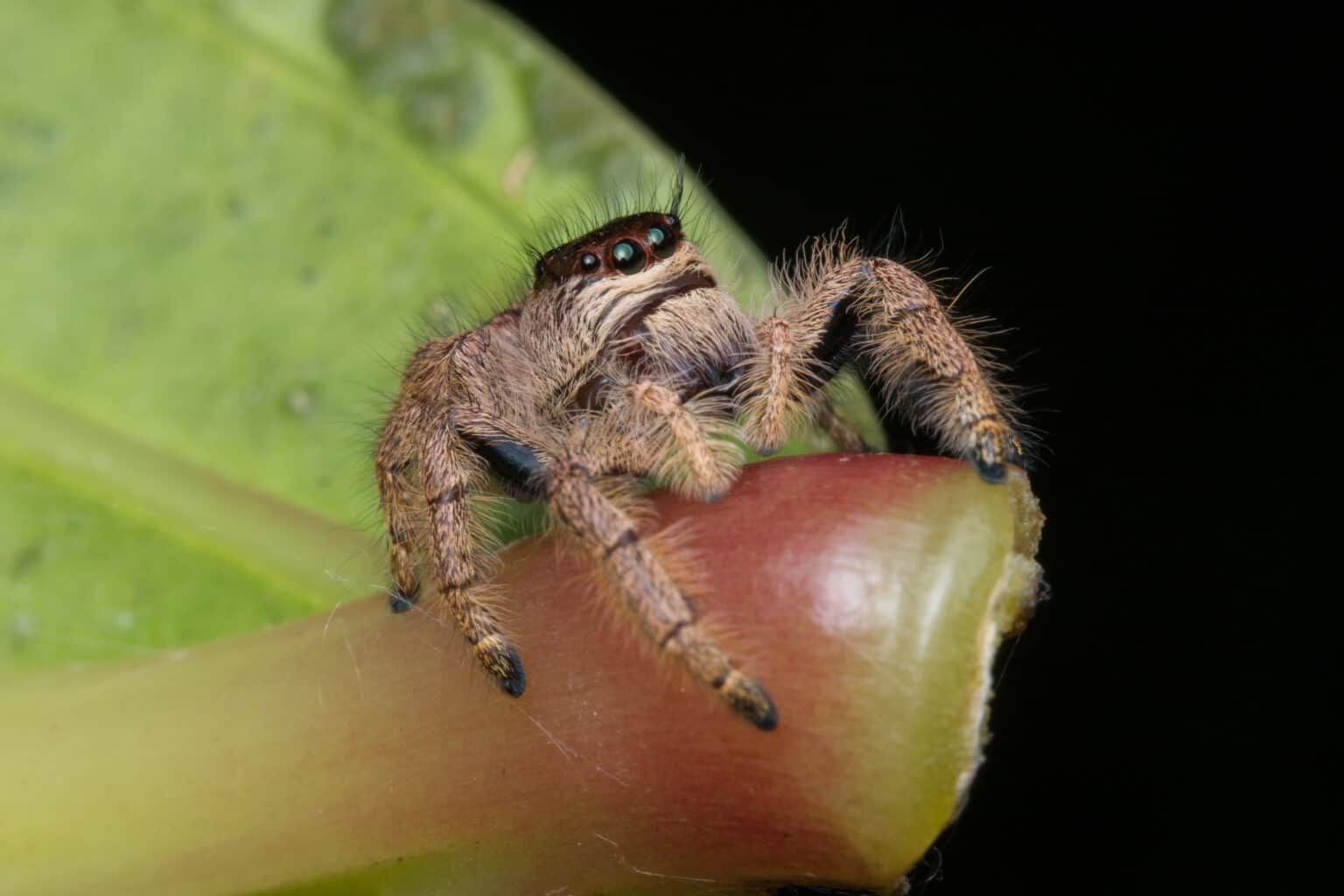 Wallpaper #e2dv9JIBSpphPi3-JXru5 Meet the Largest Jumping Spider in the World a Z Animals