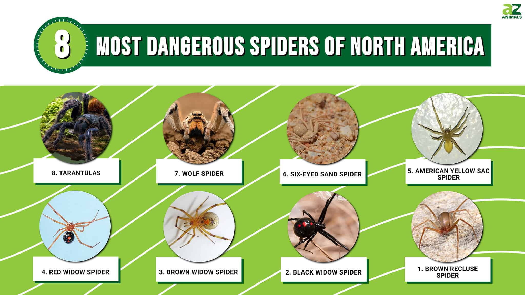 Wallpaper #82dGAZMBSpphPi3-KqlJ354 The Top 8 Most Dangerous Spiders of North America a Z Animals