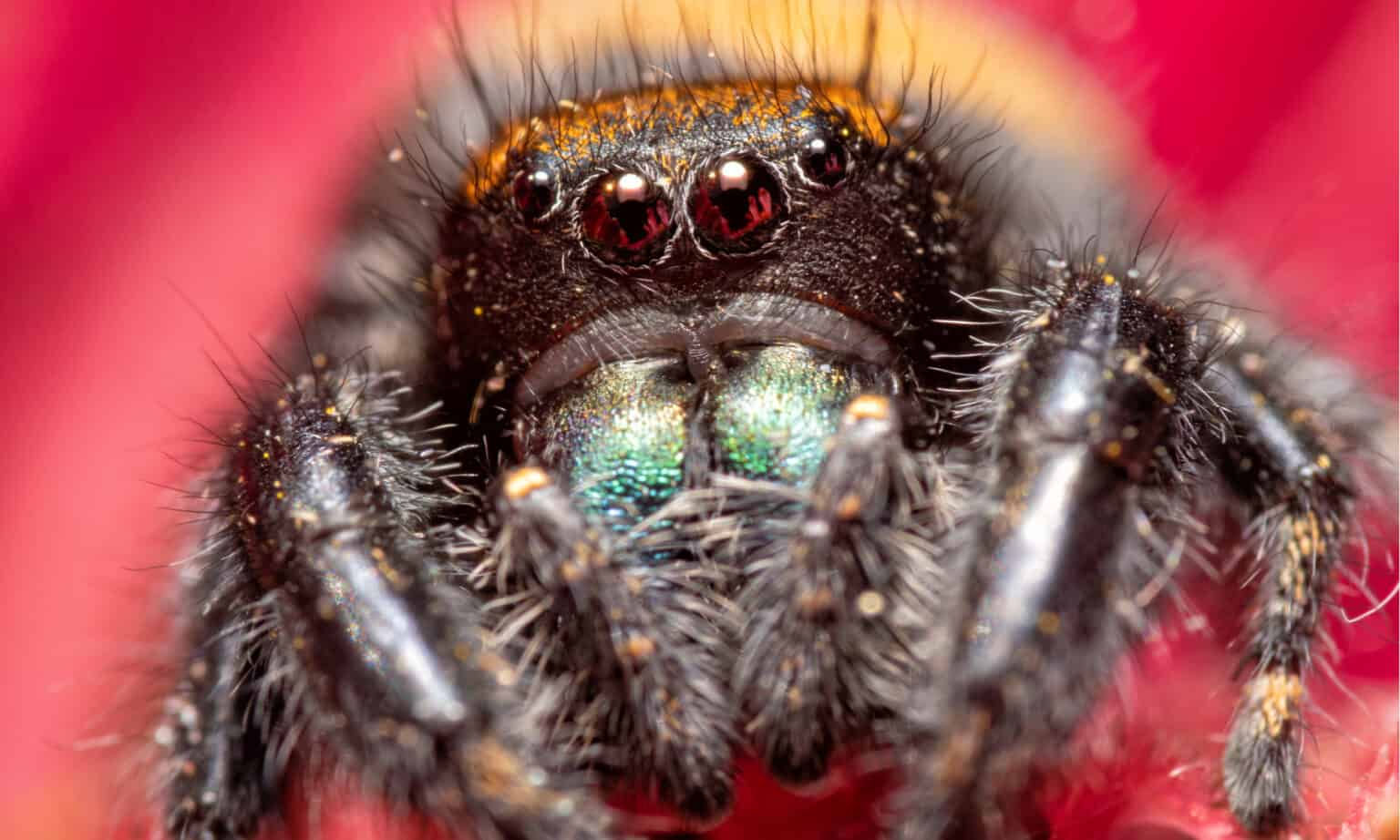 Wallpaper #e2dv9JIBSpphPi3-JXru8 Meet the Largest Jumping Spider in the World a Z Animals