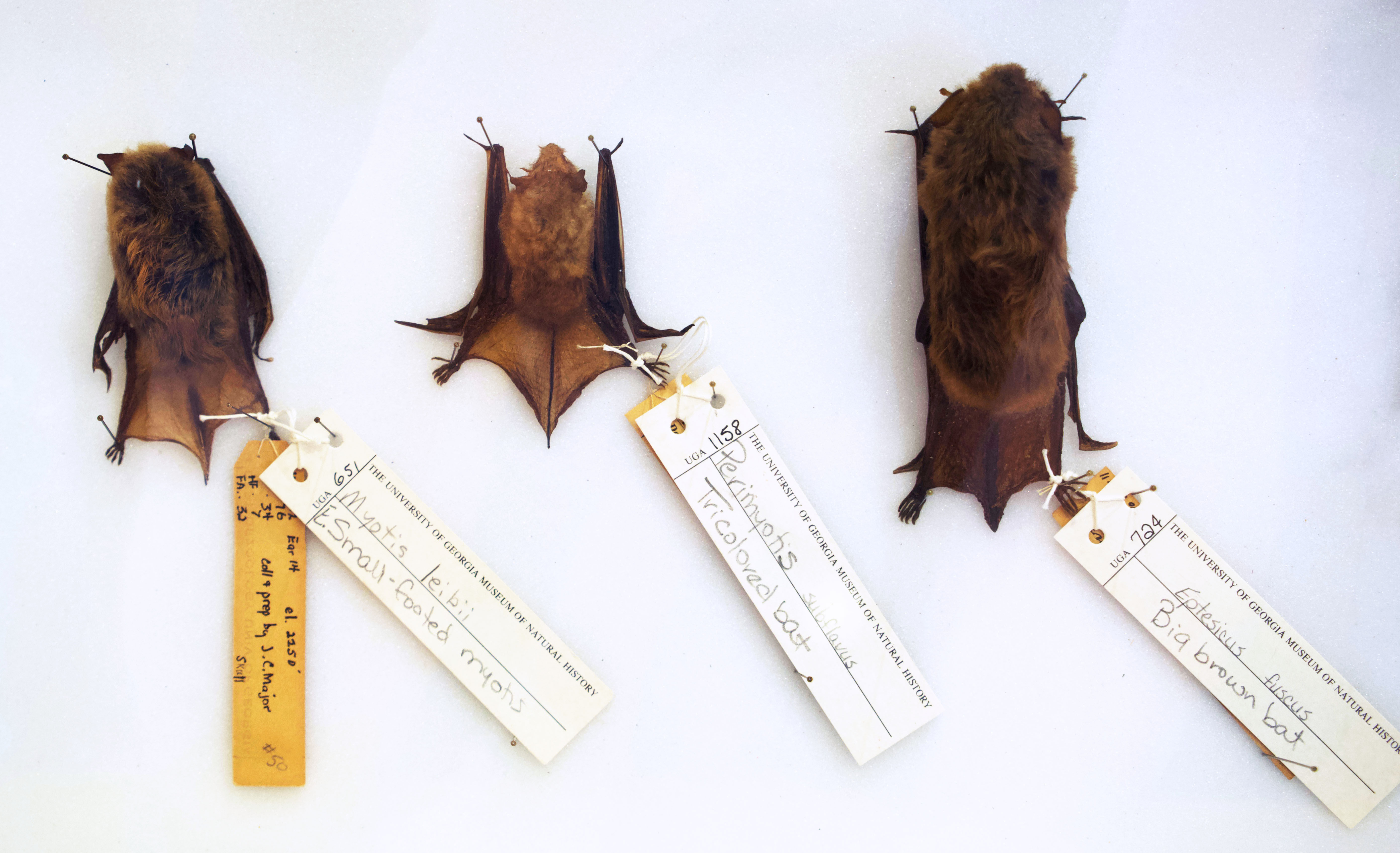 Wallpaper #dfTIOpMBKFX8bn3roXlL344 Bats Play a Vital Role in the Ecosystem
