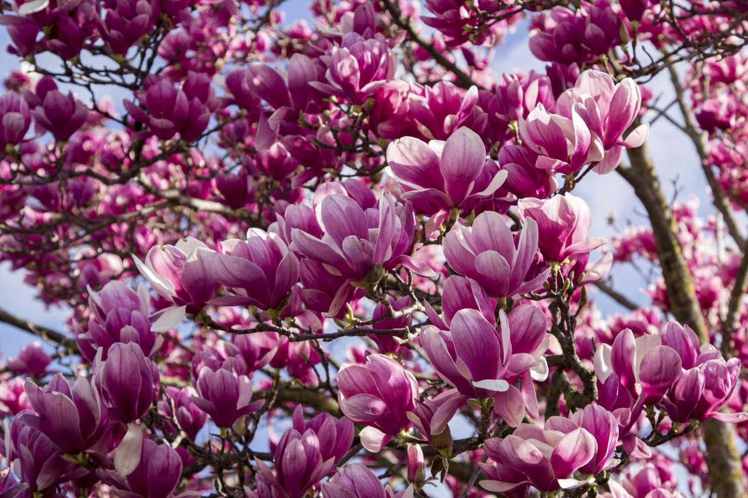 Wallpaper #35F56 Pink Magnolia Trees Crazy for Gardening