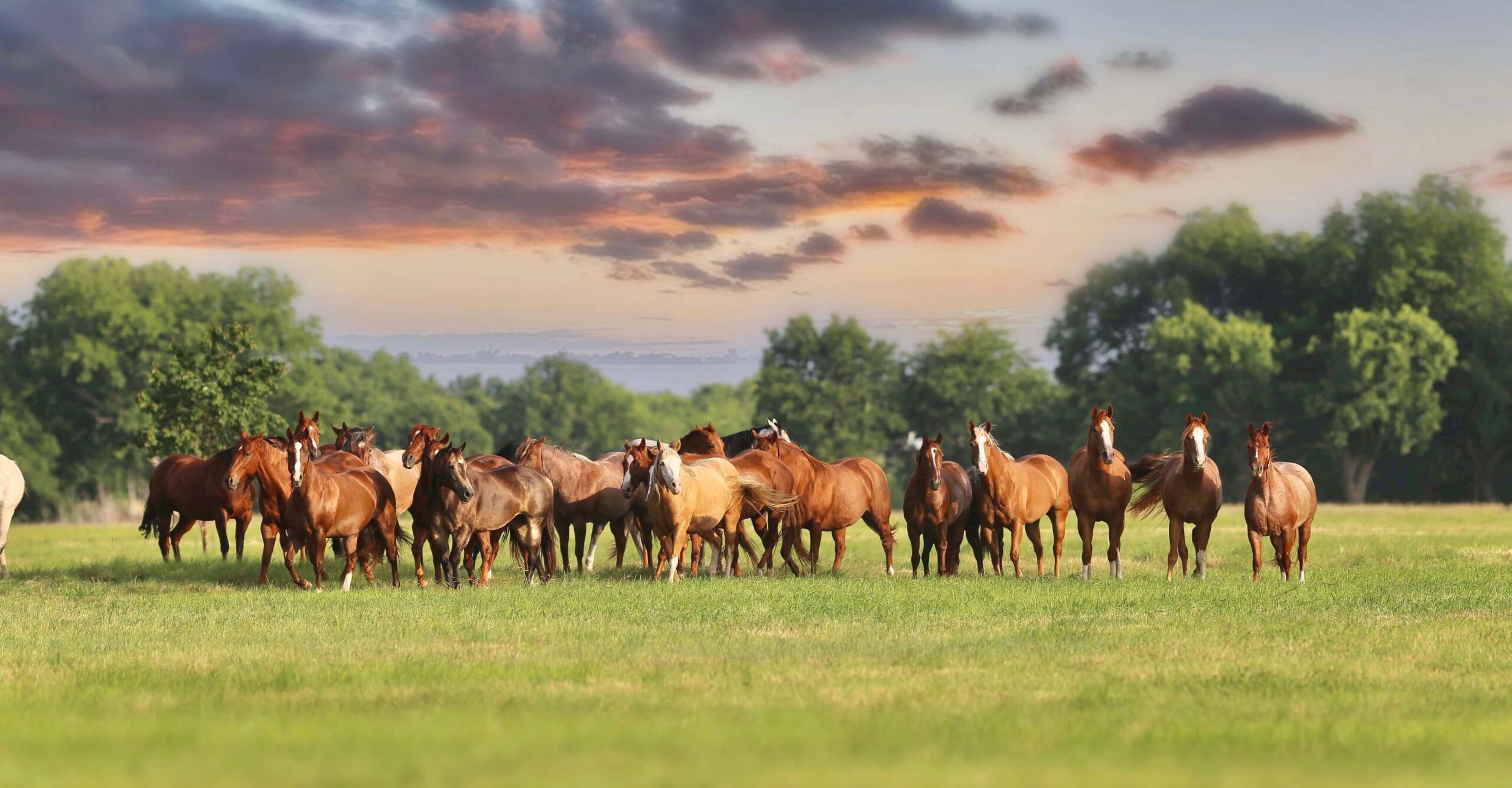 Wallpaper #01bDeZcBsd6xcFiE6tsZ89 Select Reproduction Now One of the Largest Recipient Herds in the World