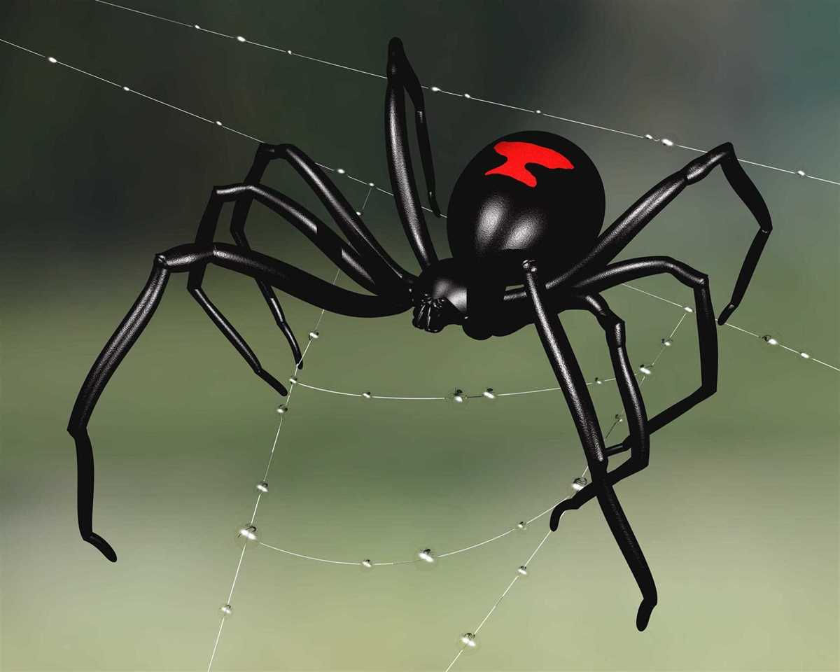 Wallpaper #BBkLE48BtGB6xQ78G2W849 How to Control Black Widow Spiders Gilles Lambert Pest Control