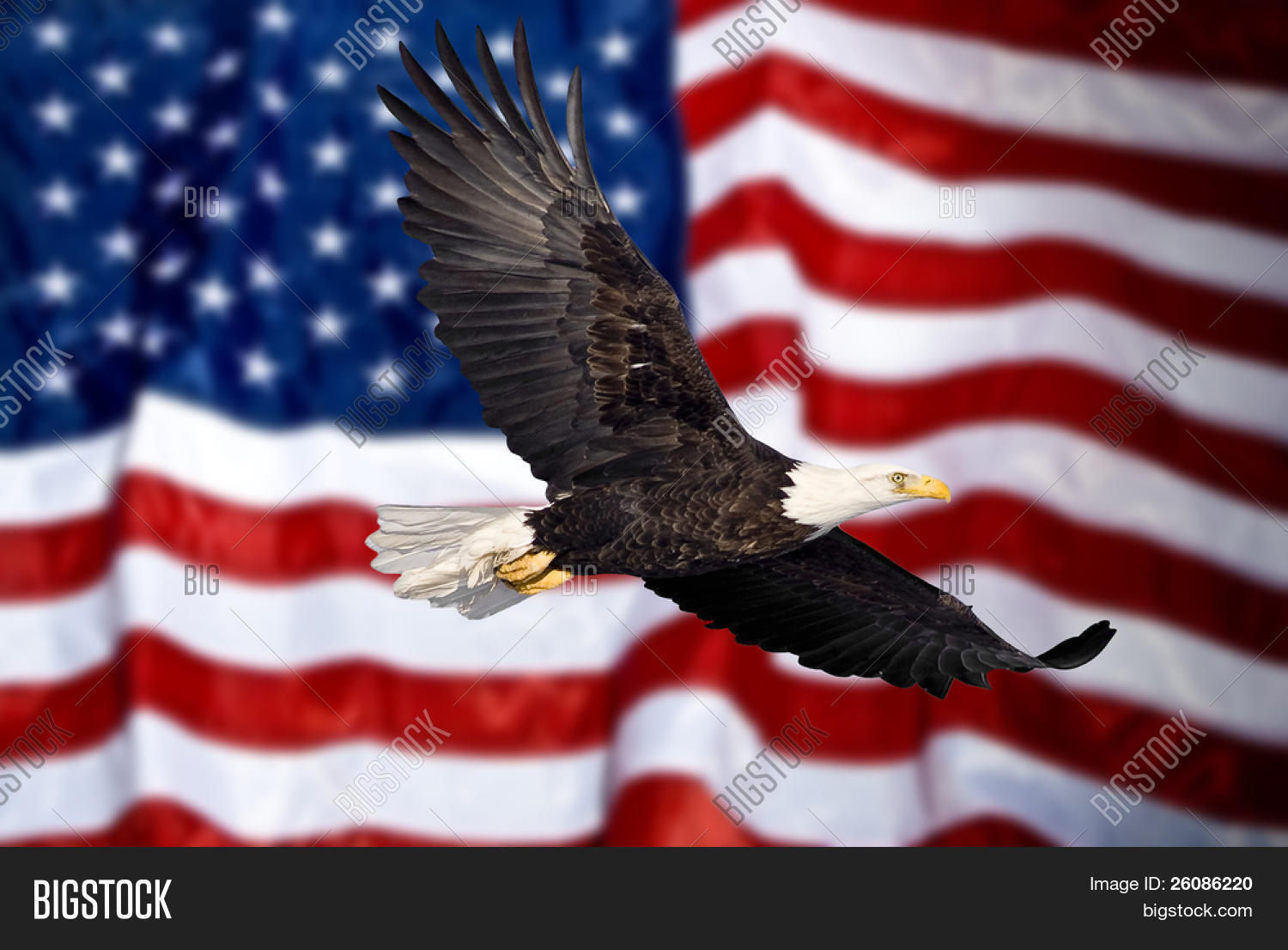 Wallpaper #6ef95 11209 Gier Eagle Images Stock Photos Vectors Shutterstock