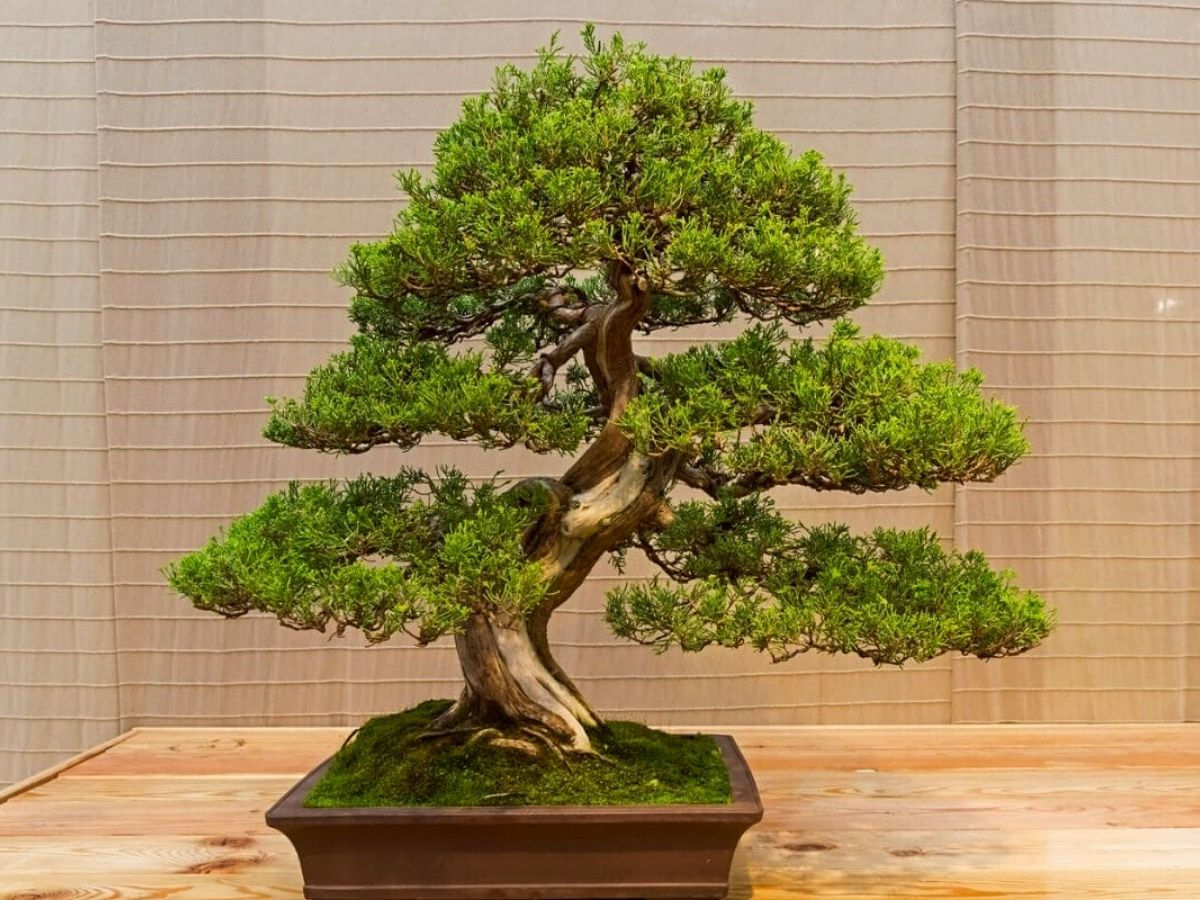 Wallpaper #jWdLE5MBSpphPi3-Rv-o181 10 Best Bonsai Plants for Your Home According to Bonsai Specialists Ar