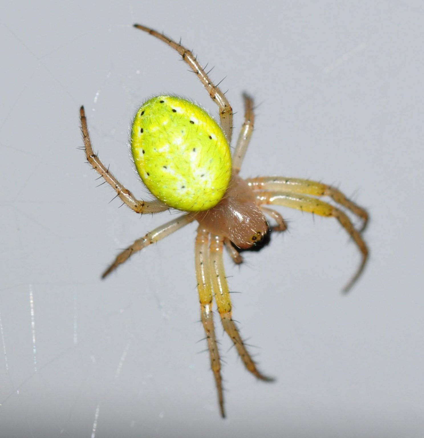 Wallpaper #dmc-DJMBSpphPi3--N2q298 The Nhbs Guide to Uk Spider Identification