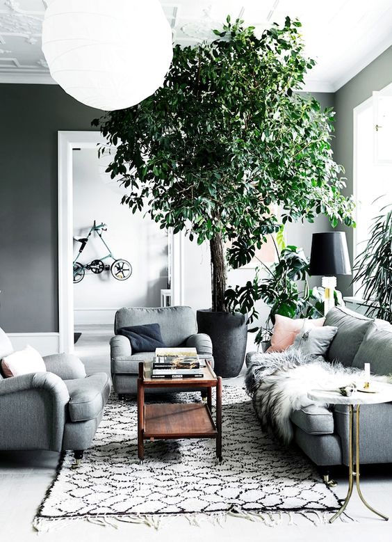 Wallpaper #b5610 30 Pretty House Plants Ideas for Living Room Decoration Living Room