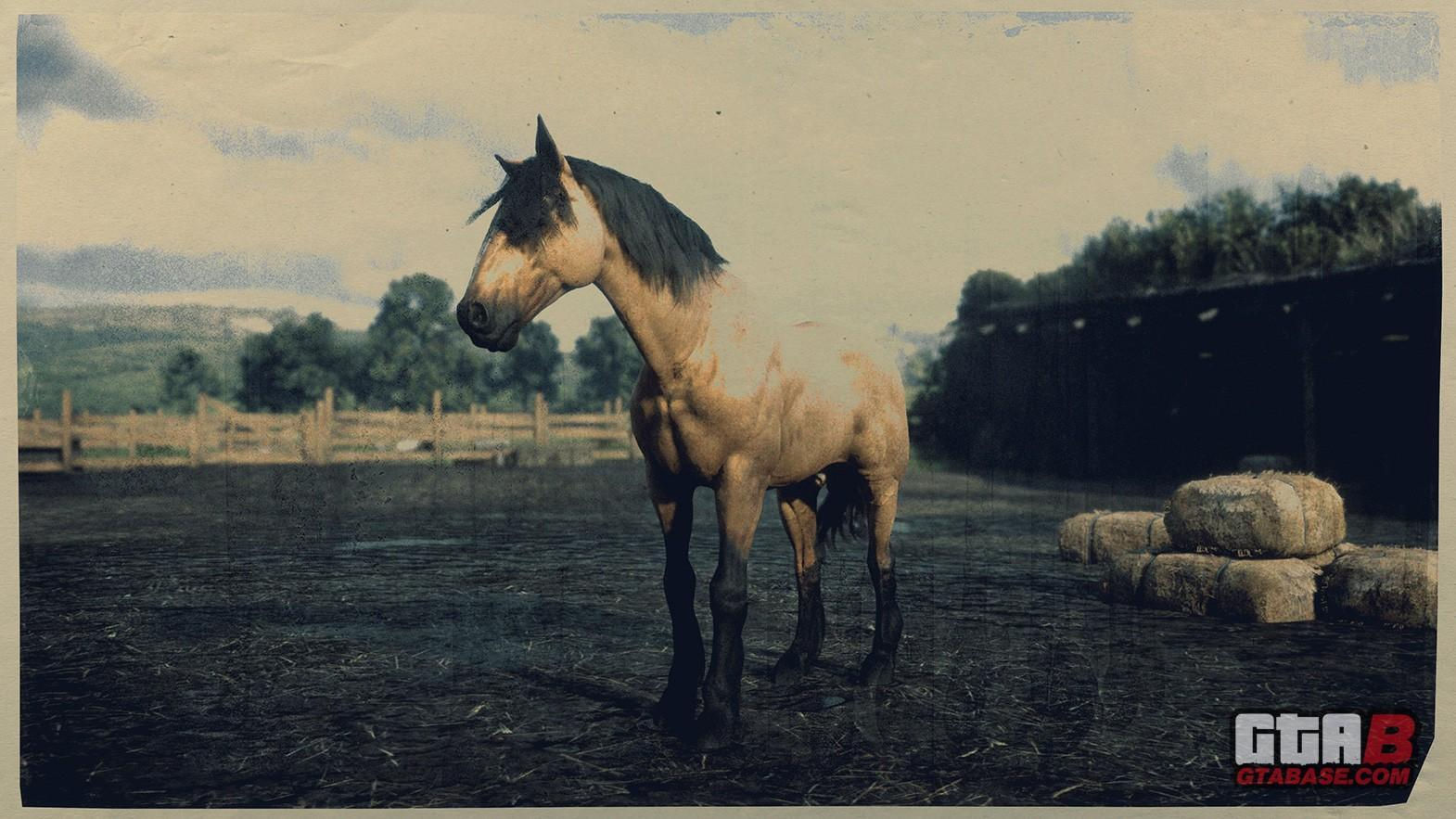 Wallpaper #fEW2j44B7YBJg1BV7p3059 Mustang Beautiful Buckskin Horse Beautiful Buckskin Gelding Expired