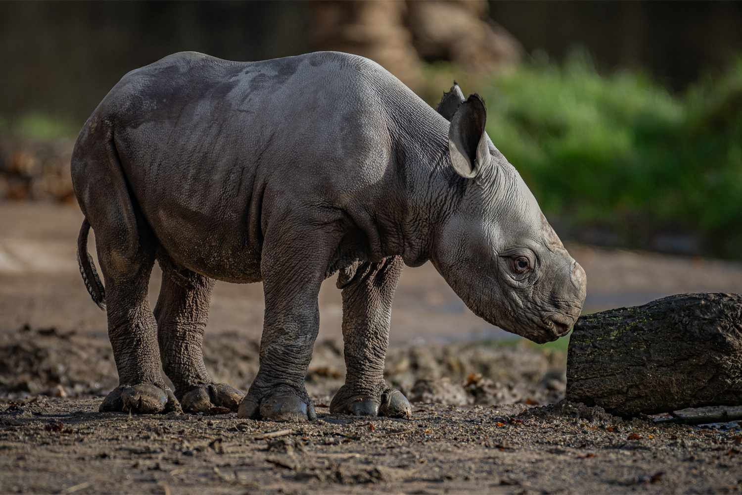 Wallpaper #dx2vLJMBlOZrFDOkYst561 English Zoo Announces Birth of Extremely Rare Eastern Black Rhino