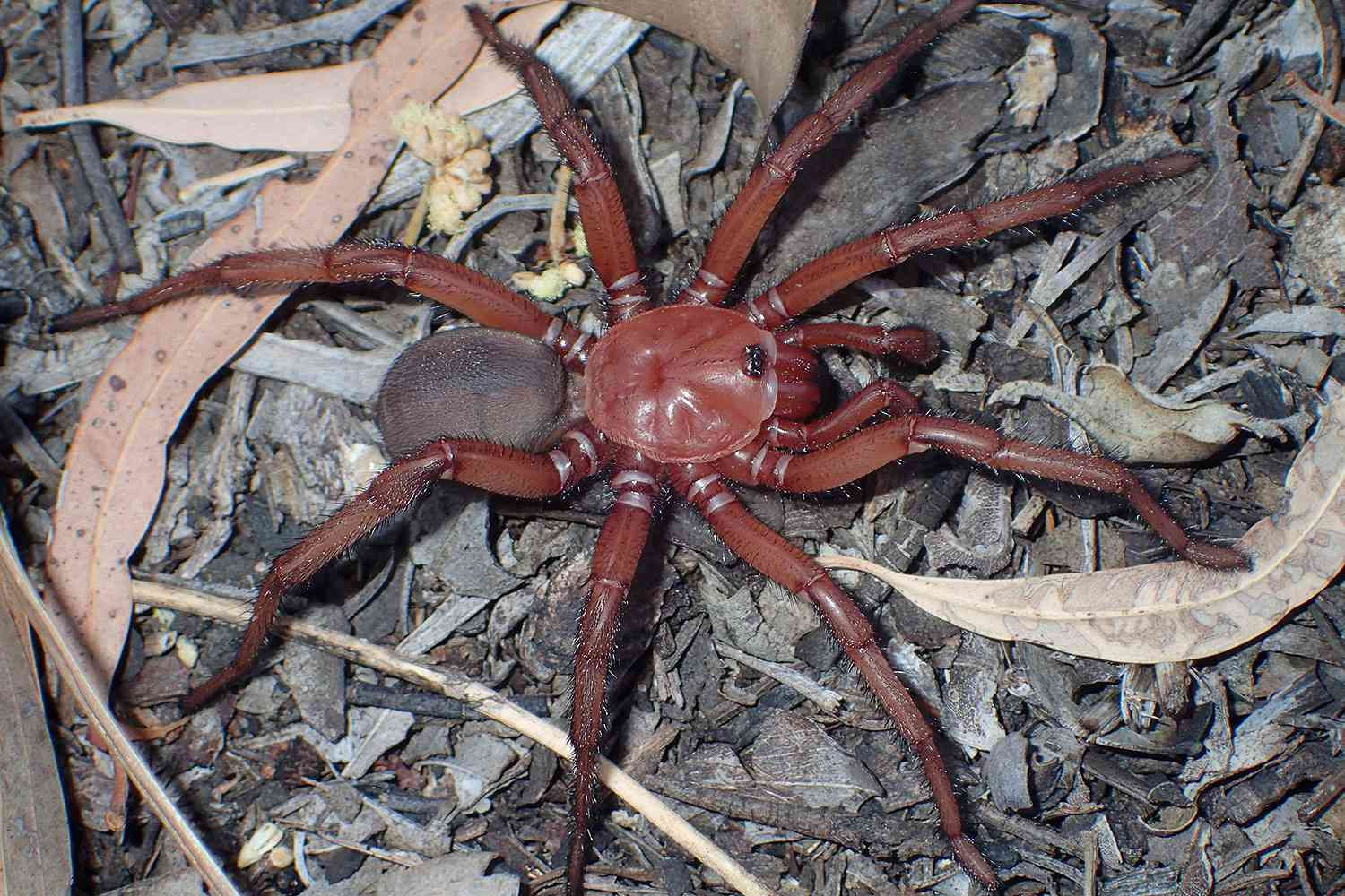 Wallpaper #4WiTH5MBSpphPi3-kStI326 Rare Giant Trapdoor Spider Euoplos Dignitas Discovered in Australia