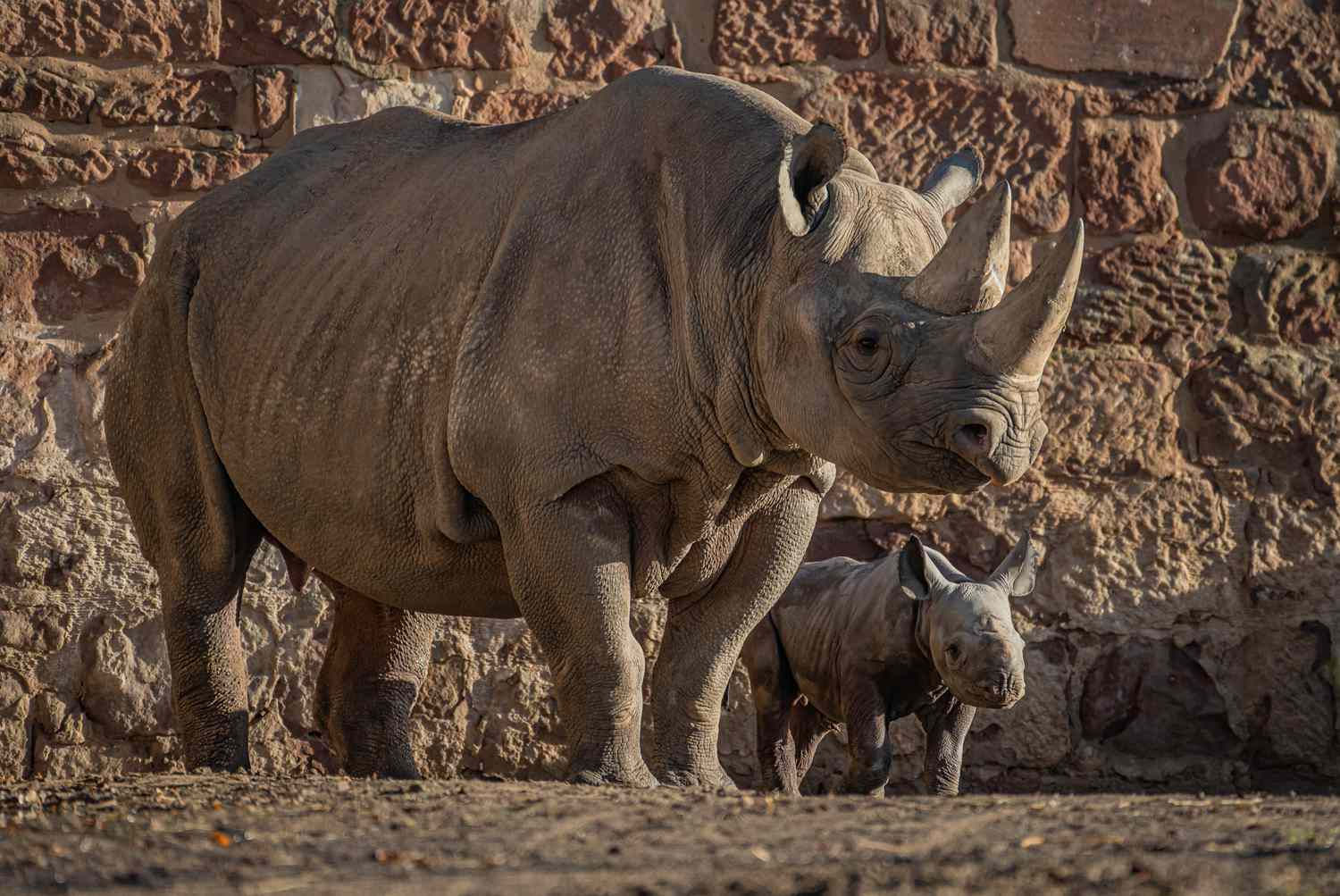 Wallpaper #dx2vLJMBlOZrFDOkYst590 English Zoo Announces Birth of Extremely Rare Eastern Black Rhino