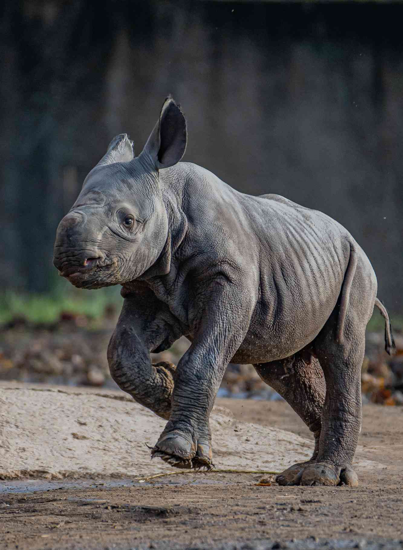 Wallpaper #dx2vLJMBlOZrFDOkYst587 English Zoo Announces Birth of Extremely Rare Eastern Black Rhino