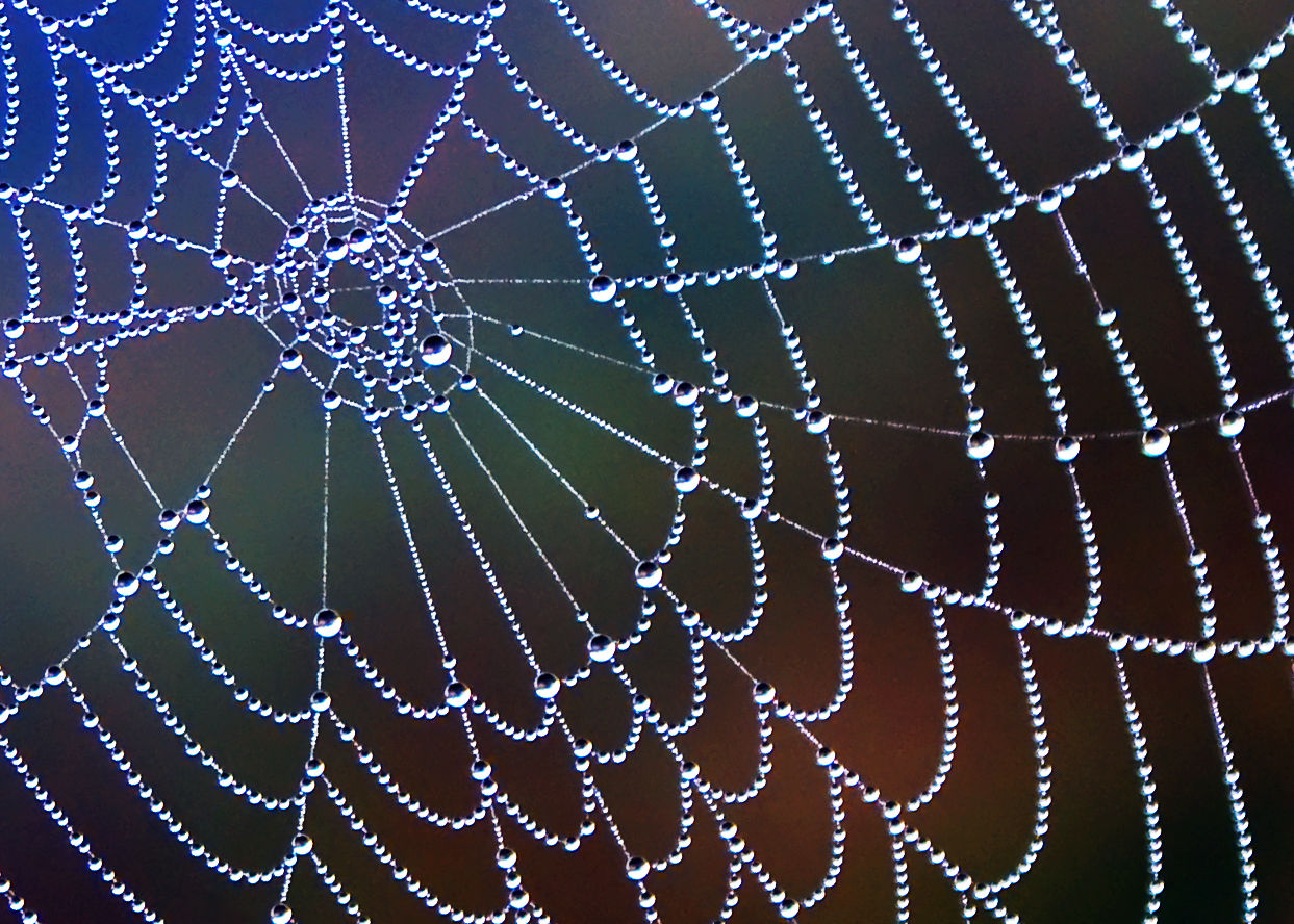 Wallpaper #82dGAZMBSpphPi3-KqlJ390 Amazing Spider Webs Gallery Ebaums World