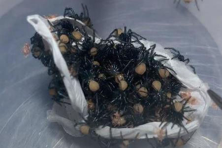 Wallpaper #Gmd6CZMBSpphPi3-WNCd368 Hair Raising Moment Hundreds of Deadly Funnel Web Spiders Crawl Out of