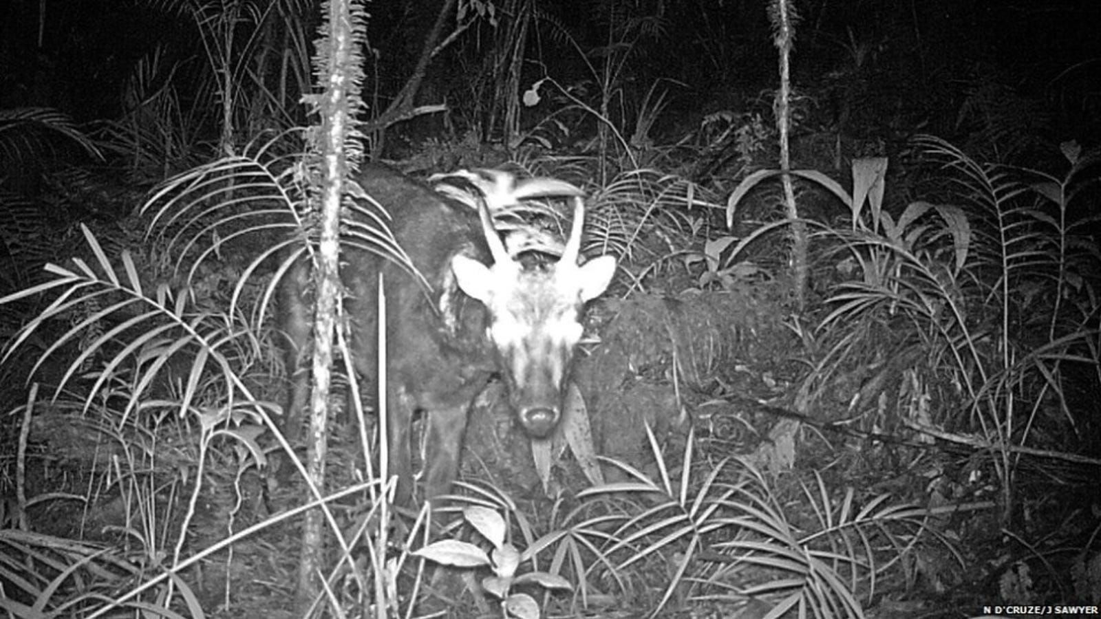 Wallpaper #dx2vLJMBlOZrFDOkYst5276 Two of the Worlds Rarest Mammals Photographed for the Very First Time