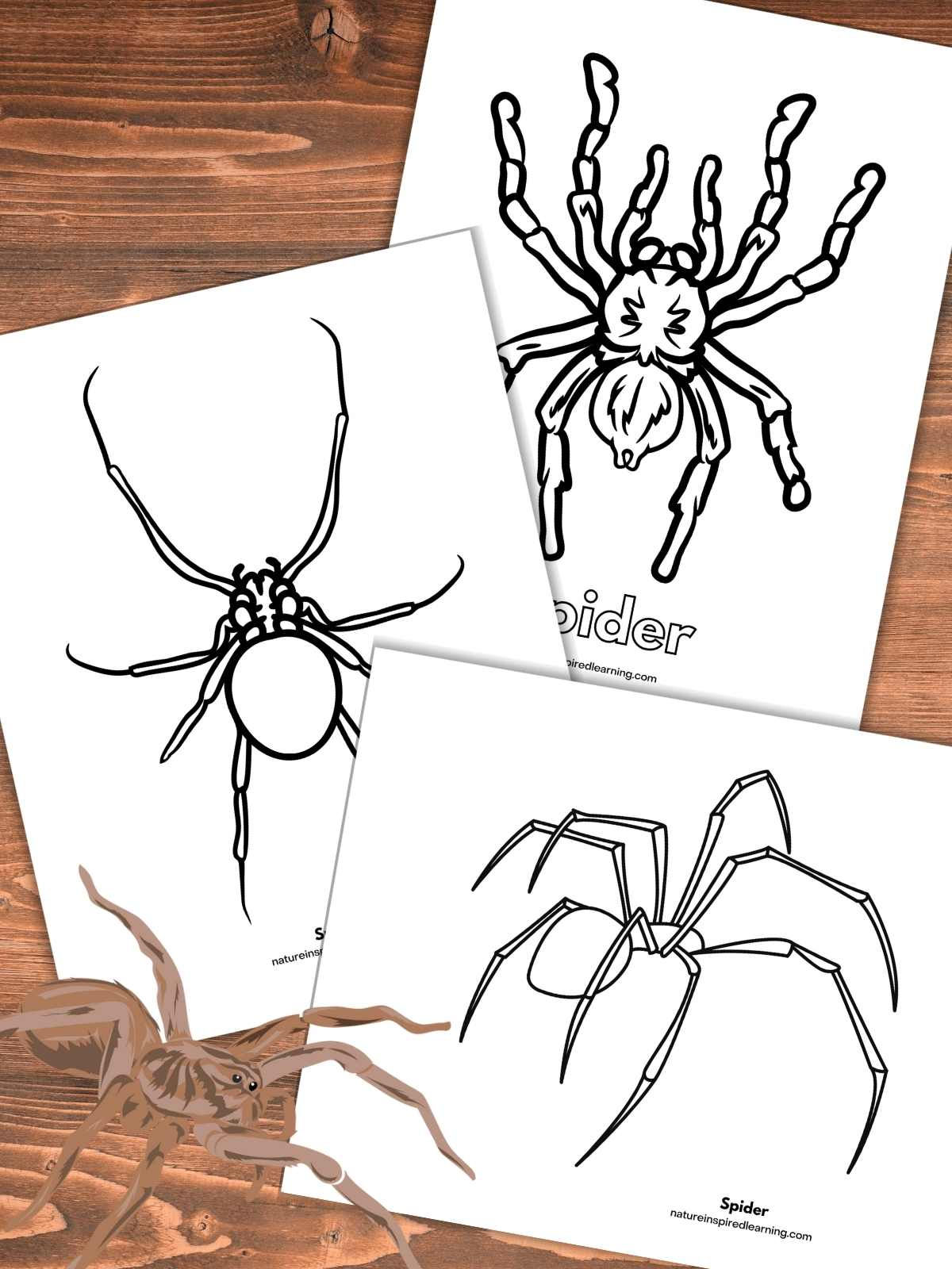 Wallpaper #Gmd6CZMBSpphPi3-WNCd61 Printable Coloring Pages of Spiders