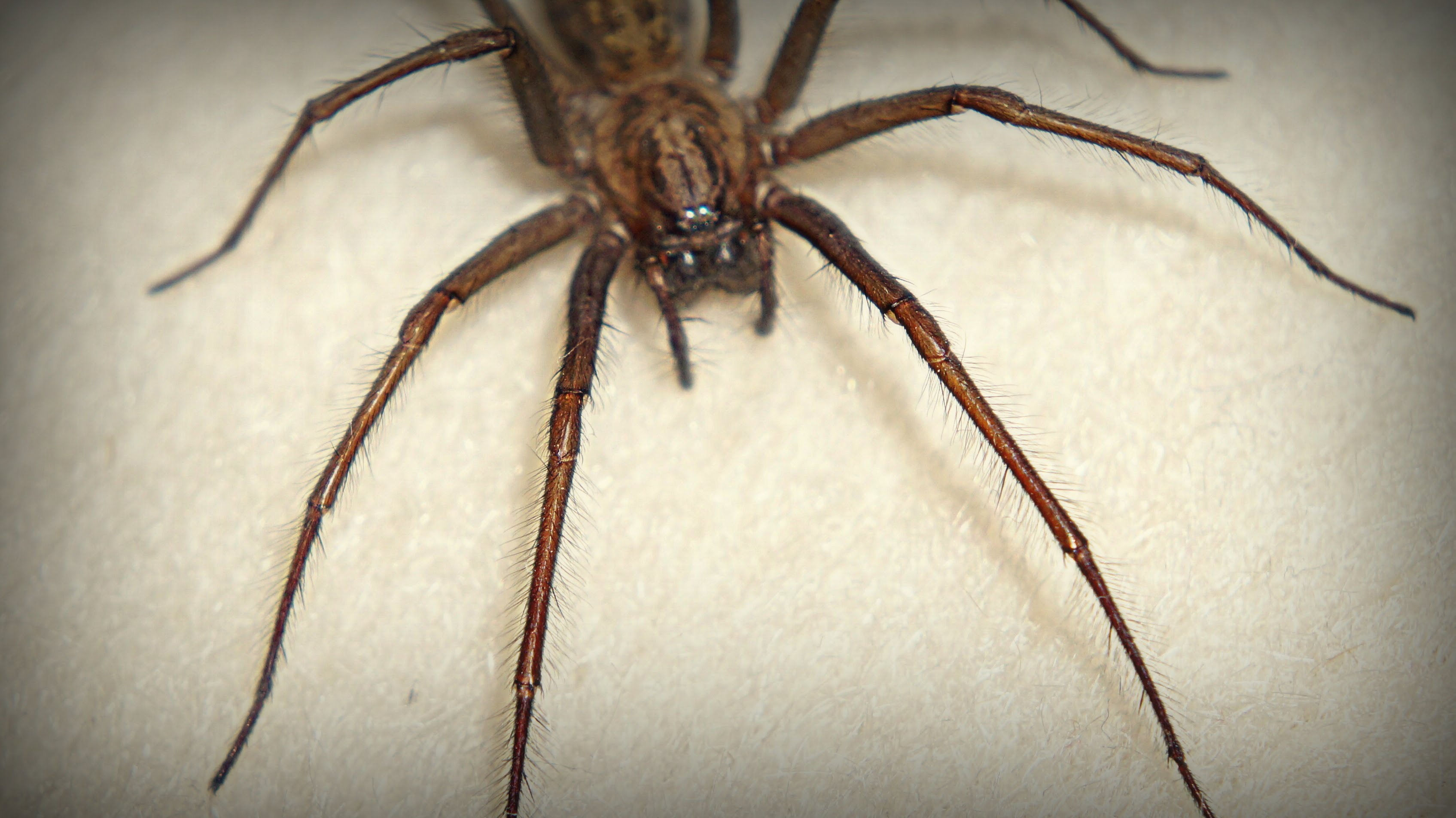 Wallpaper #1vQOOpMBKFX8bn3r-3fK329 150 Million Giant Horny Spiders Are Set to Enter Uk Homes This Autumn