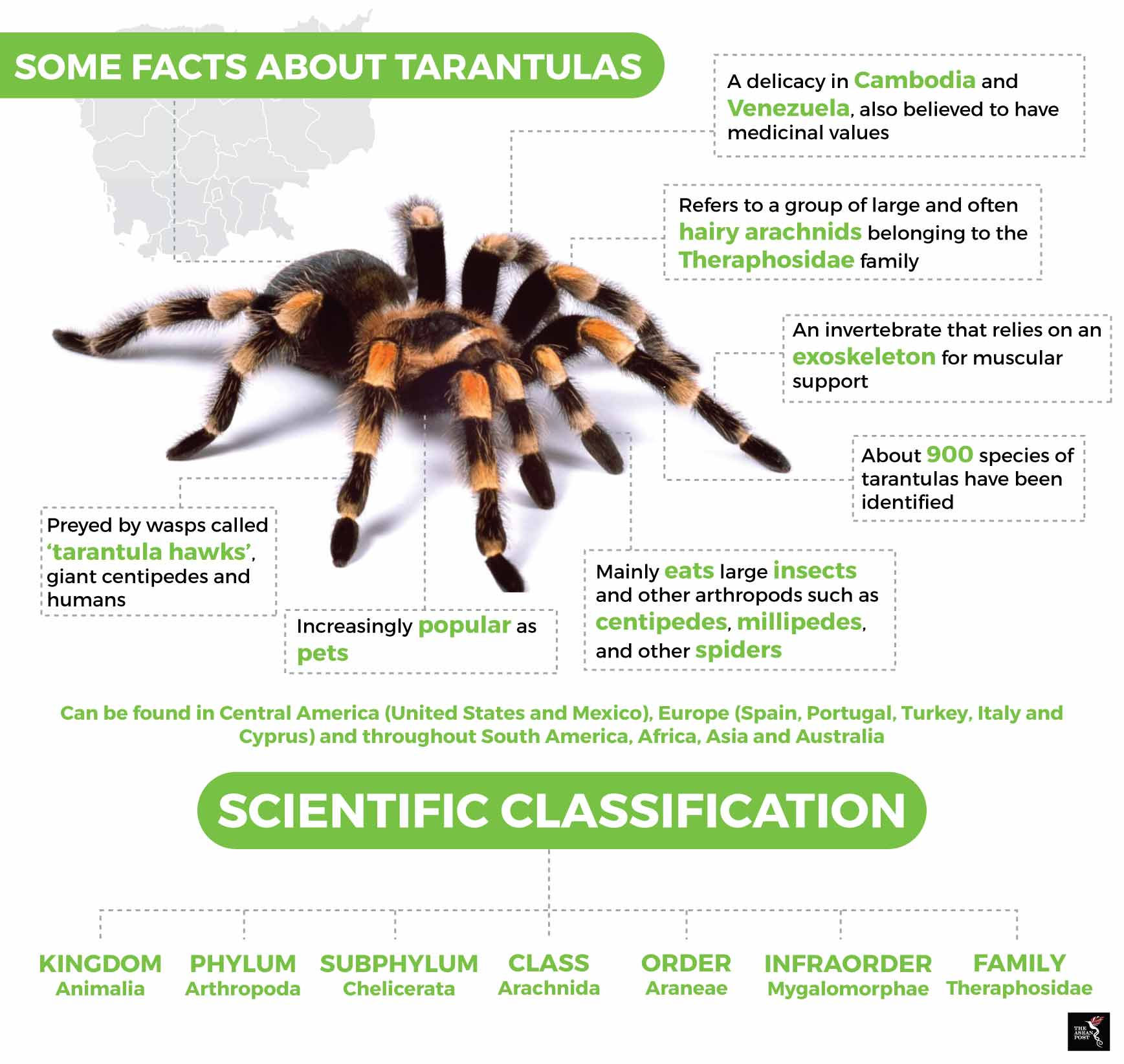 Wallpaper #91iQNJMBzN9vxX34RTxK351 Where Have All the Tarantulas Gone the Asean Post