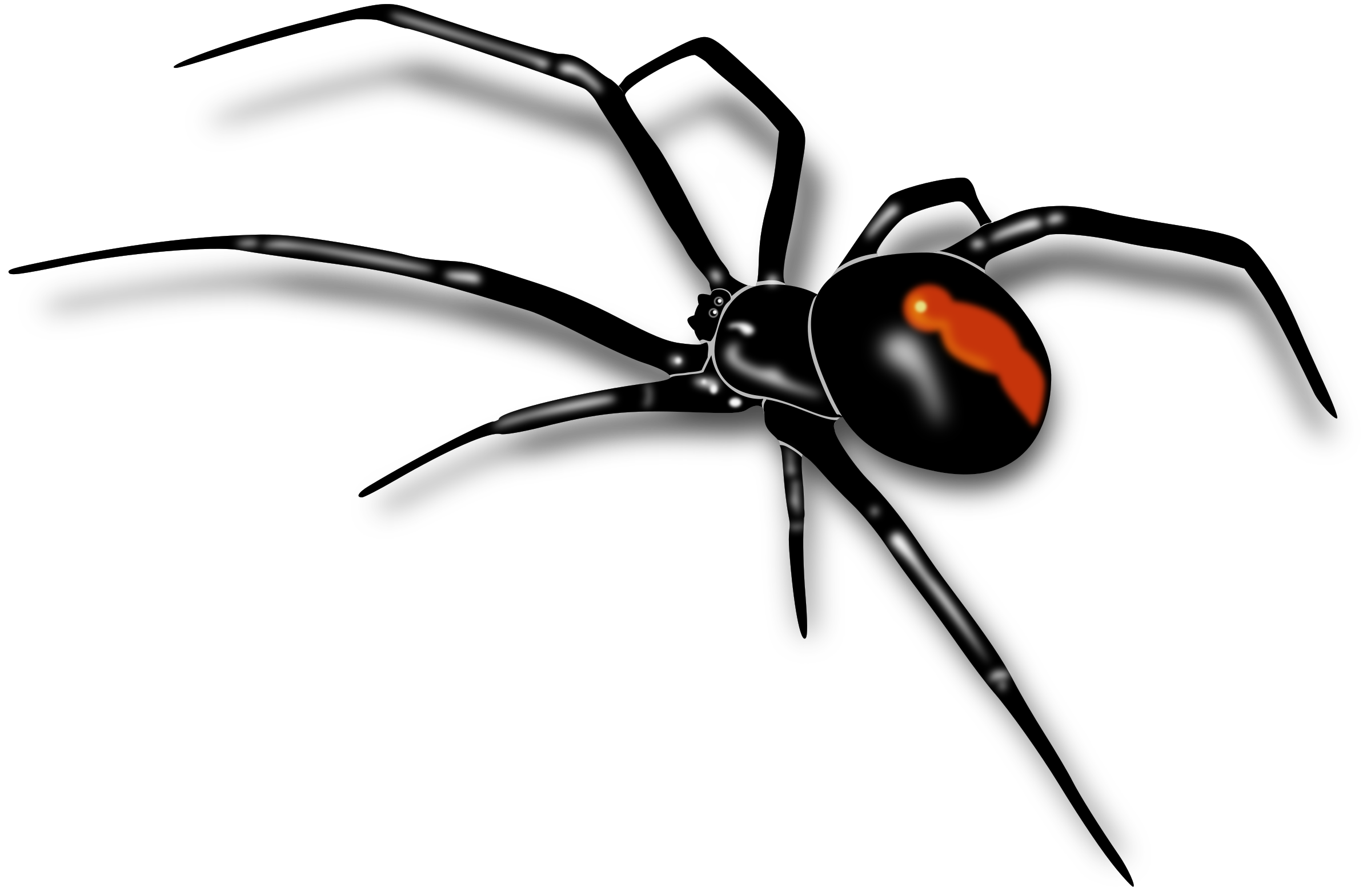 Wallpaper #IHd9JpMB-pgBXx606qKg65 Spiderweb Png White Download Spiderweb Png Images for Your Personal